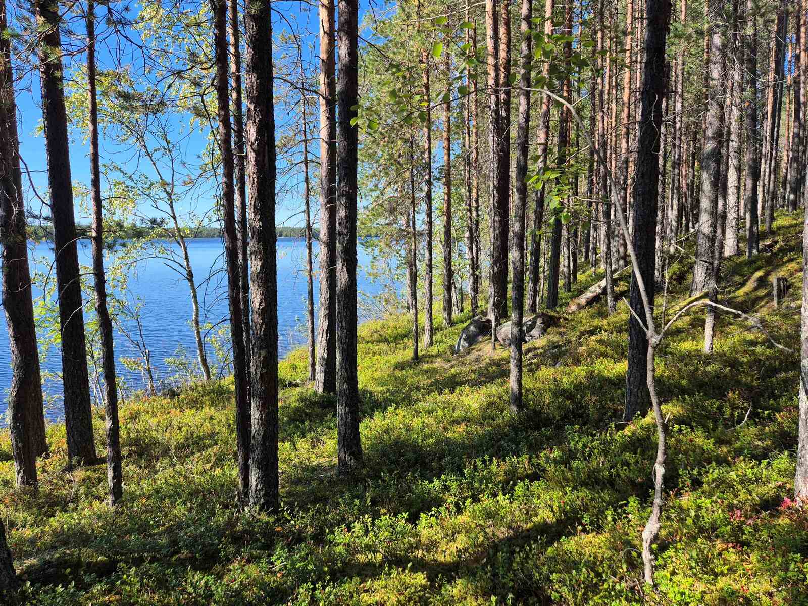 Puut kylpevät auringossa rannan tuntumassa, taustalla näkyy järvi.