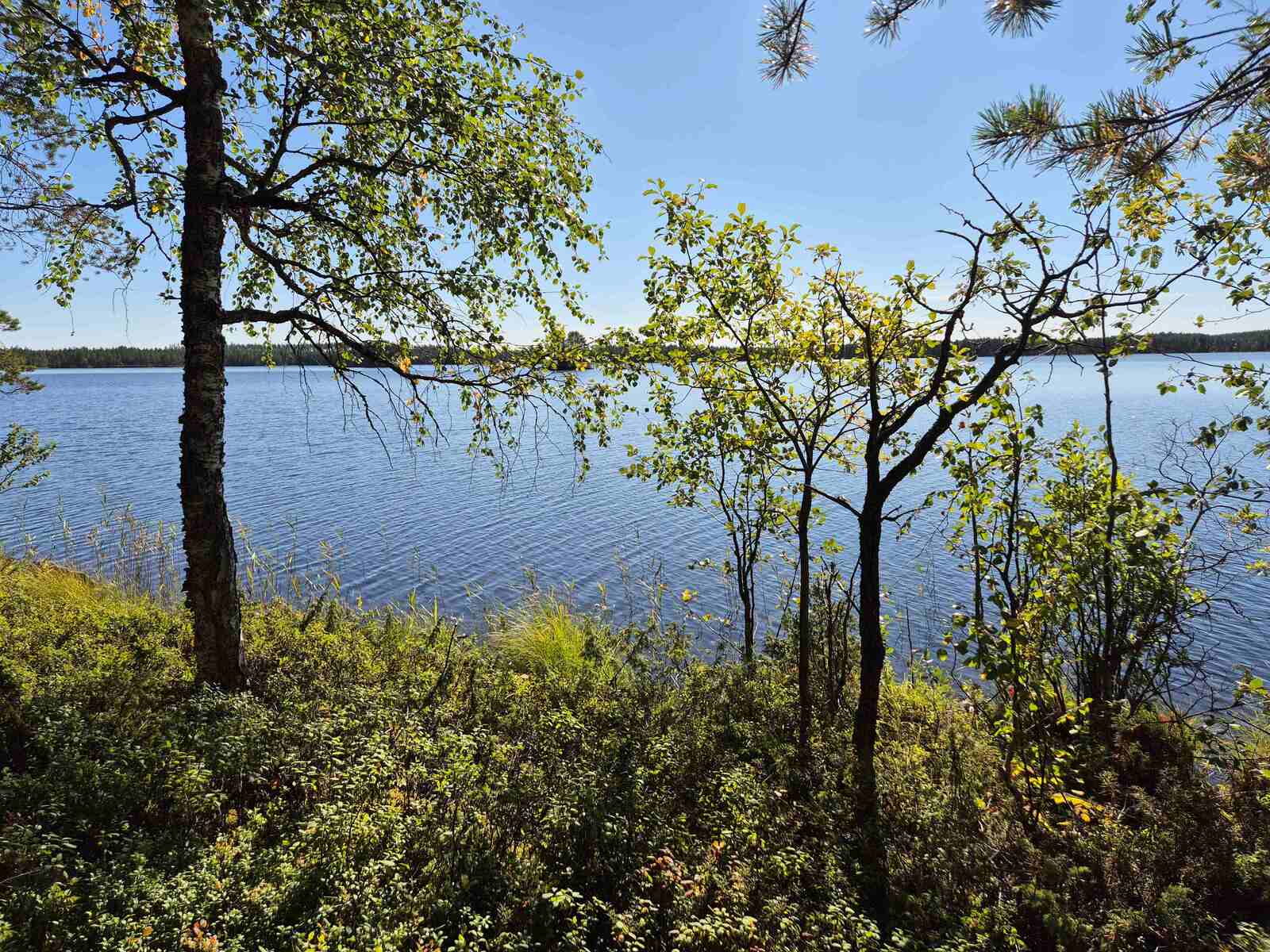 Rantaviivassa on pari lehtipuuta, aurinko paistaa lähes kirkkaalta taivaalta.