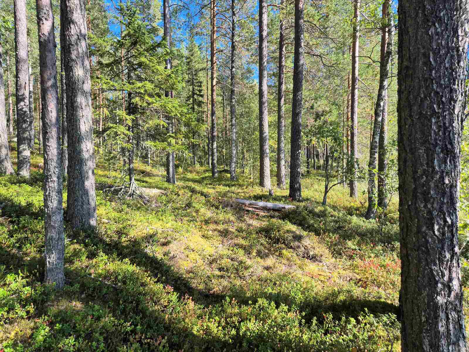 Auringossa kylpevää harvaa mäntyvaltaista sekametsää, maasto nousee tontin takalaitaa kohden.