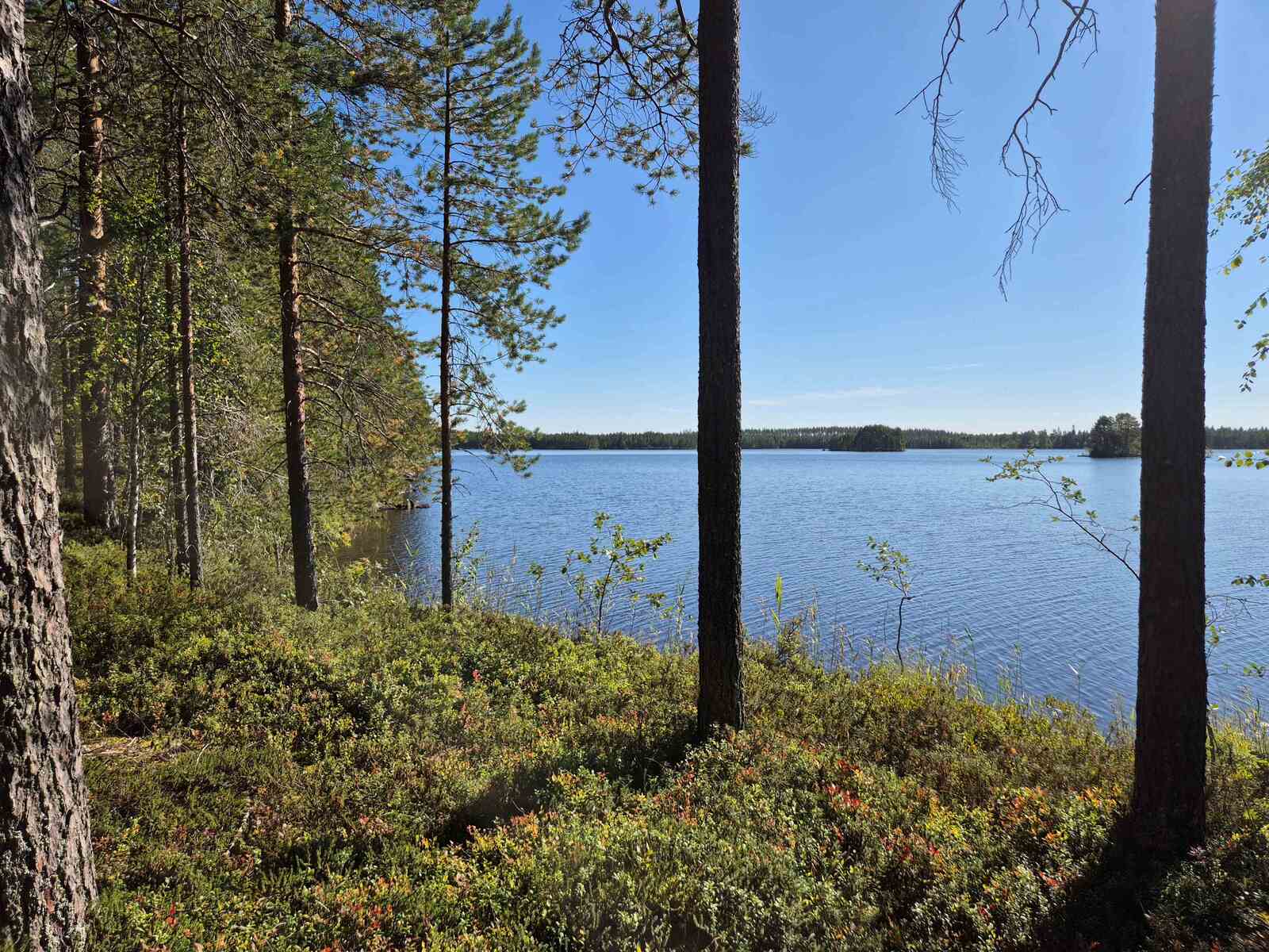 Rantatörmällä on muutama yksittäinen puu, kaukana näkyy vastaranta ja saaria.
