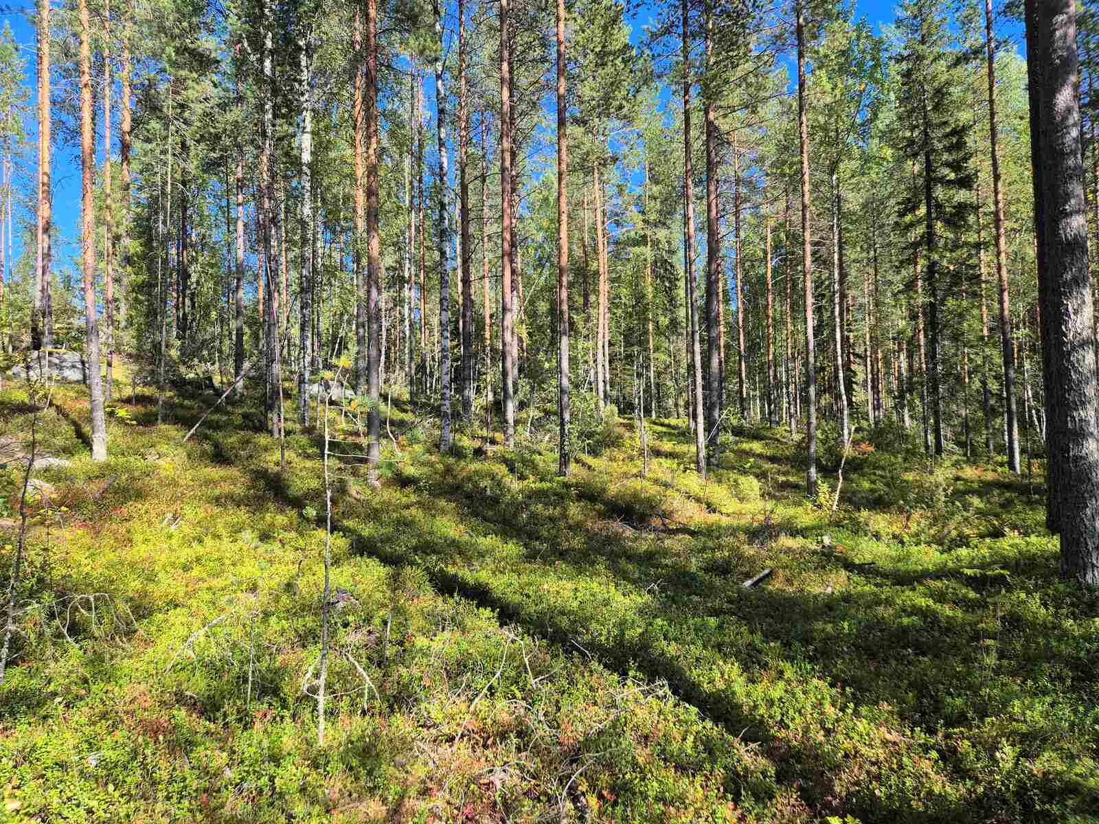 Auringossa kylpevää harvaa mäntyvaltaista sekametsää, maasto nousee tontin takalaitaa kohden.