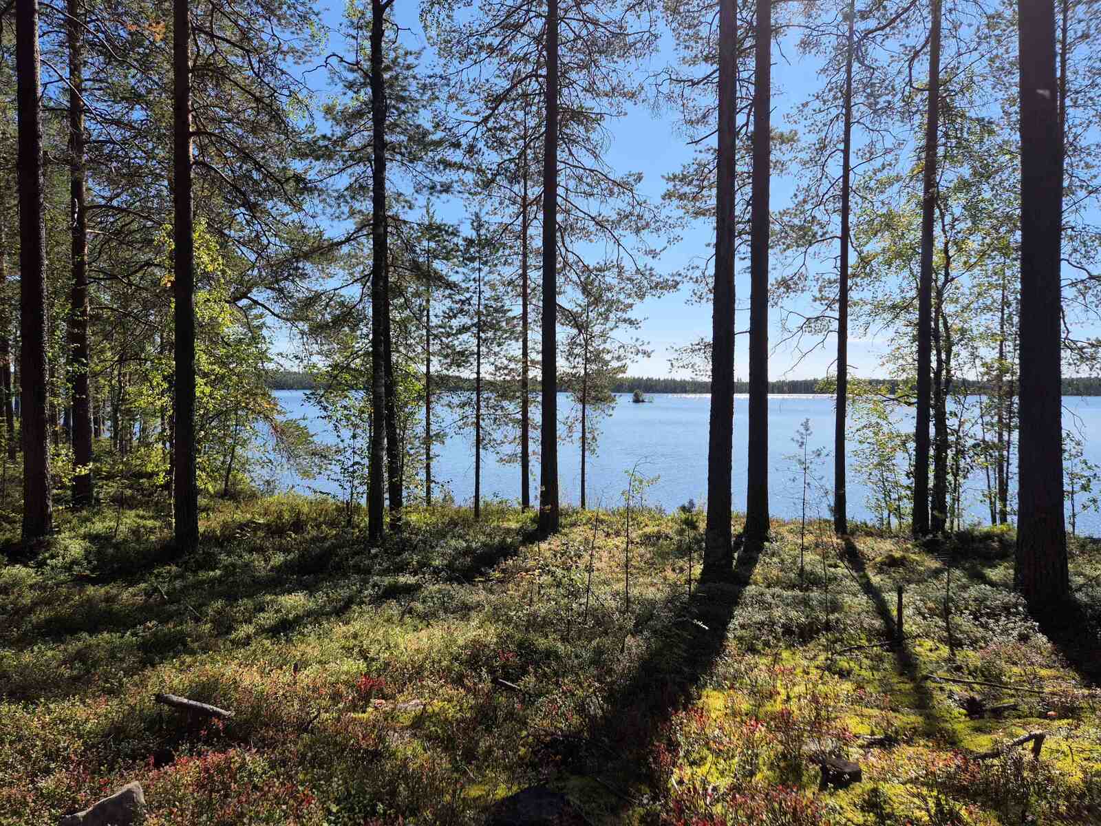 Aurinko paistaa järveltä rannalle, puut heittävät varjonsa maahan.