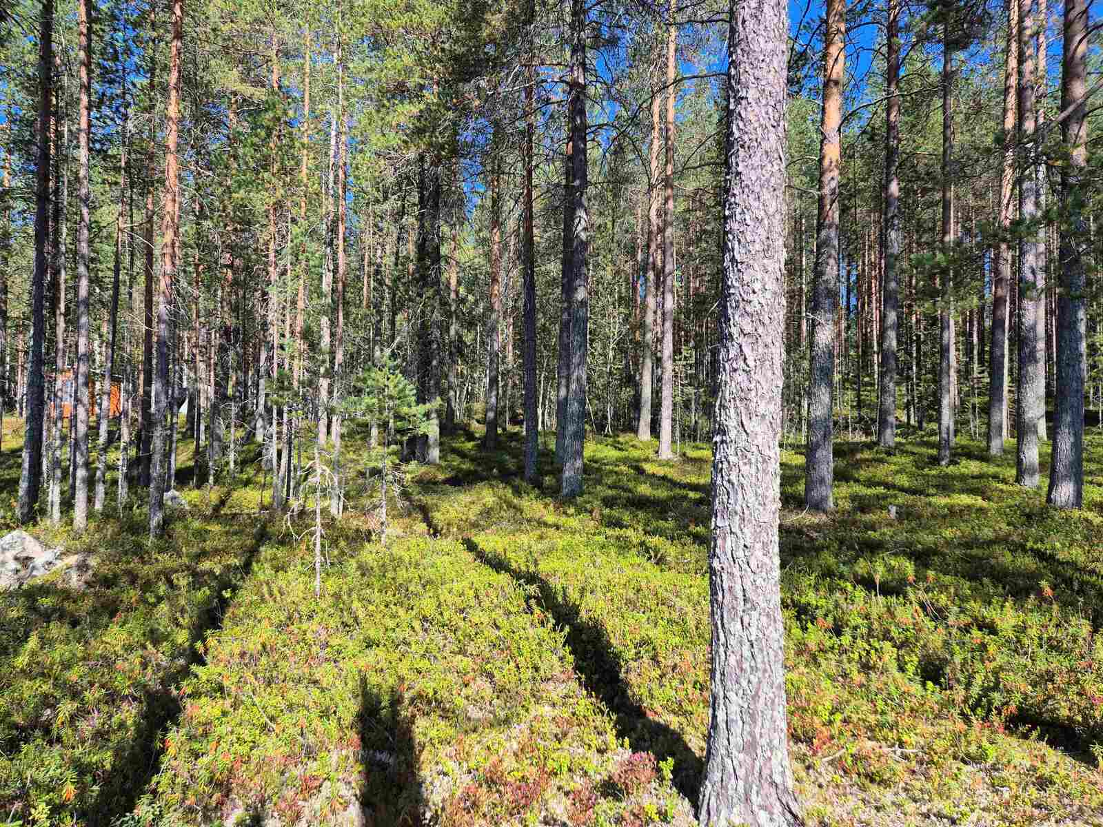 Auringossa kylpevää mäntymetsää, aluskasvillisuuden seassa näkyy kiviä.