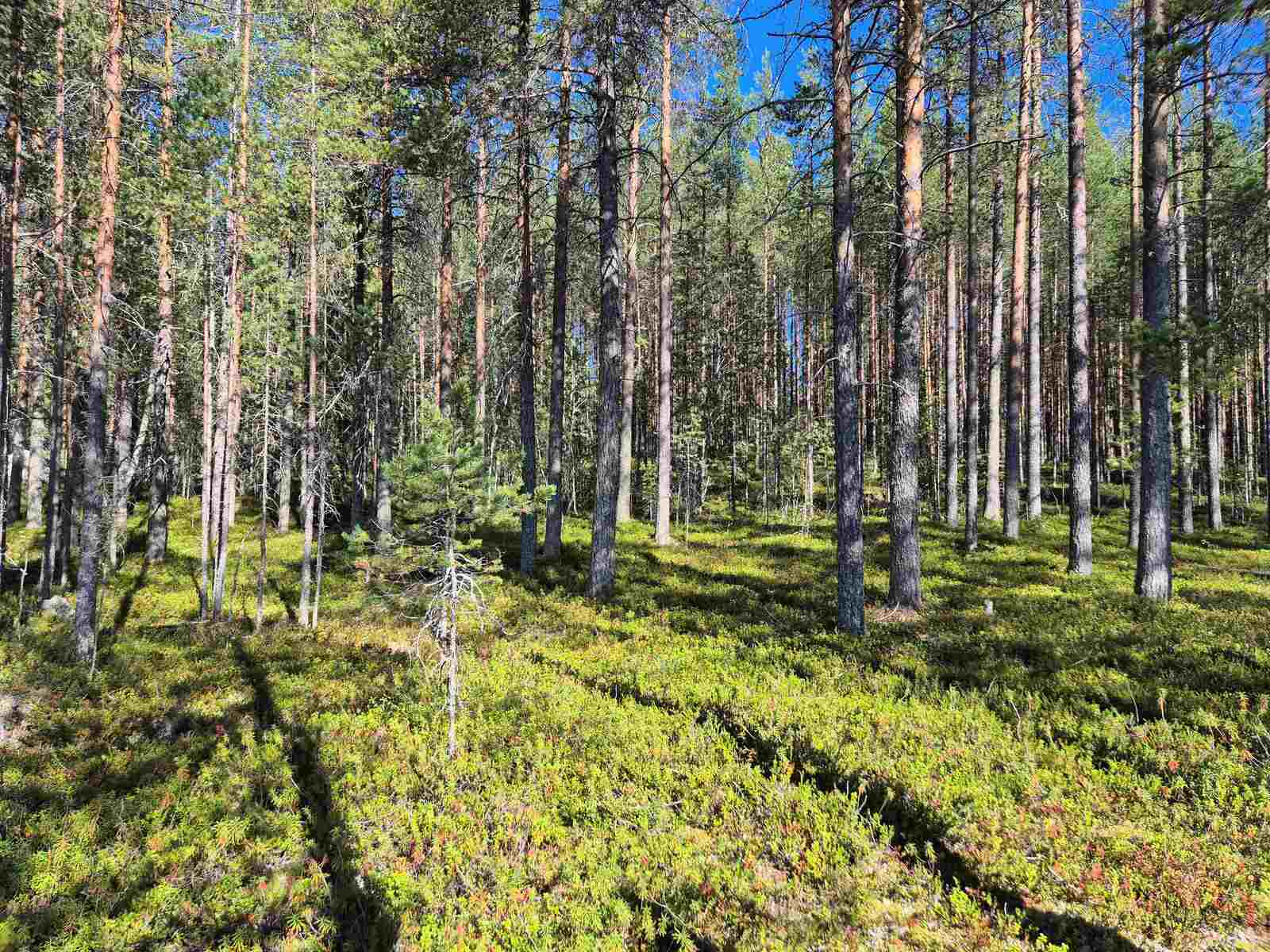 Auringossa kylpevää mäntymetsää, maasto on rinteinen.