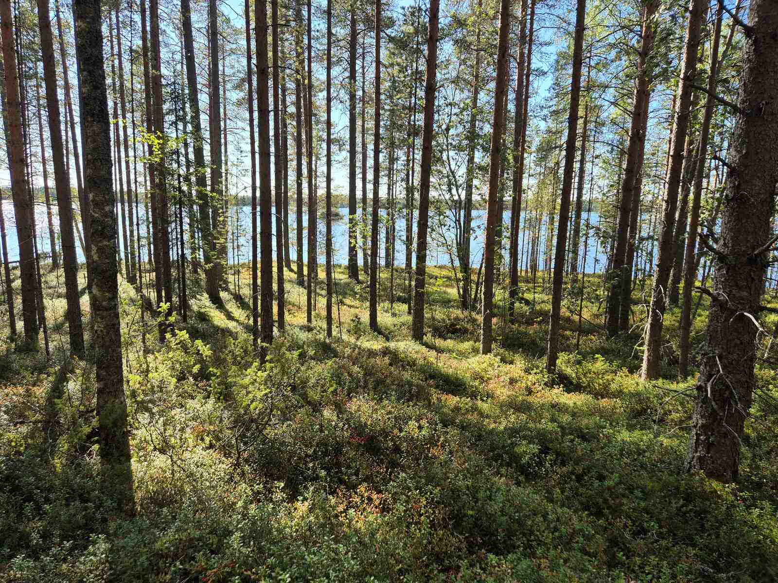 Auringossa kylpevää mäntymetsää, maasto on rinteinen.