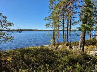 Aurinko paistaa järvelle ja rantaan, rannalla on vanhoja ja nuoria mäntyjä, maassa on kiviä.