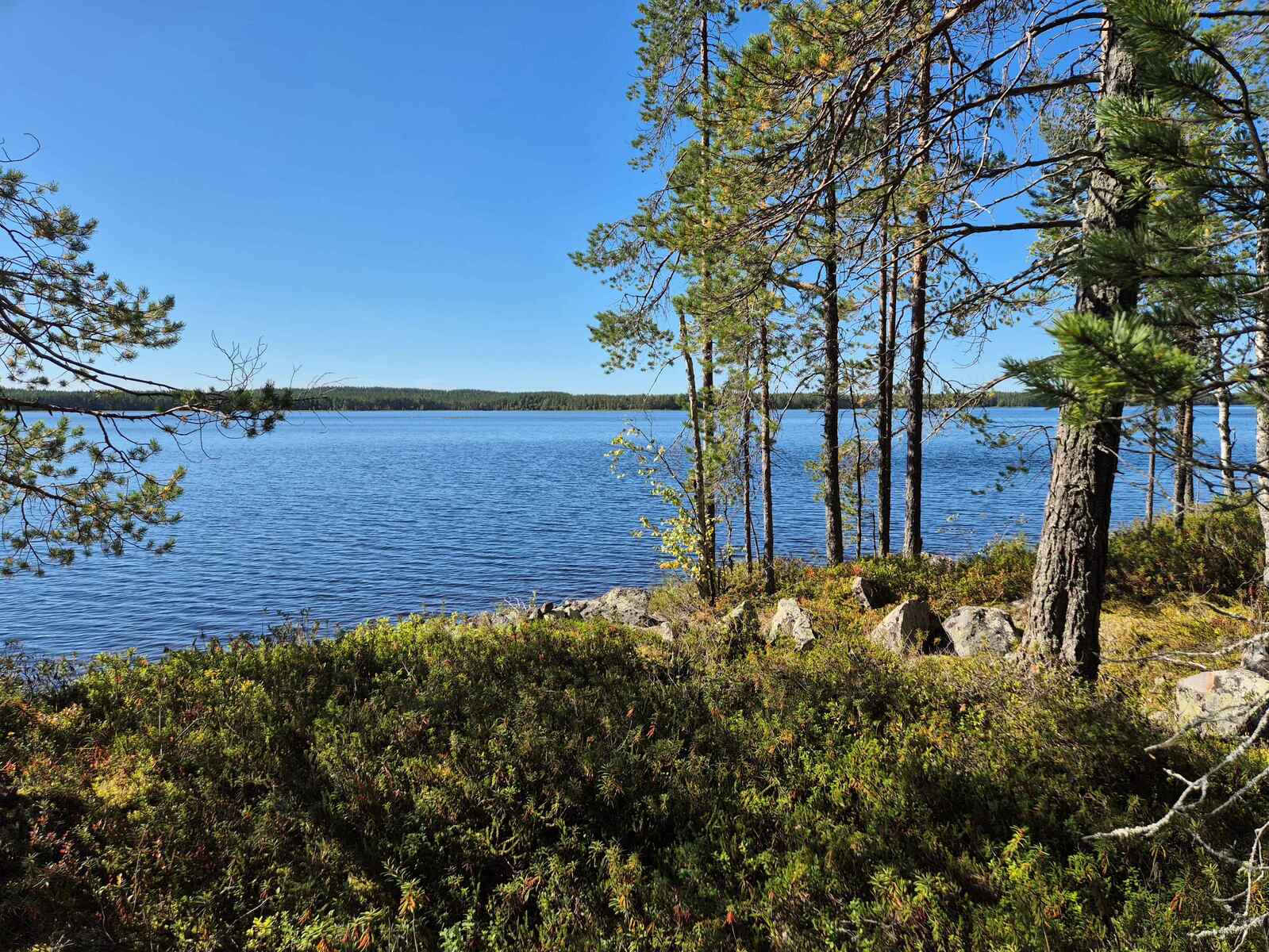 Aurinko paistaa järvelle ja rantaan, rannalla on vanhoja ja nuoria mäntyjä, maassa on kiviä.