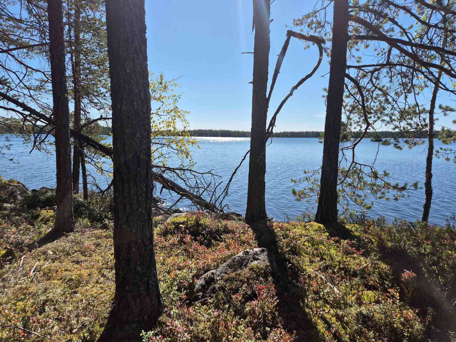 Aurinko paistaa järvelle ja rantaan, rannalla on vanhoja ja nuoria mäntyjä.