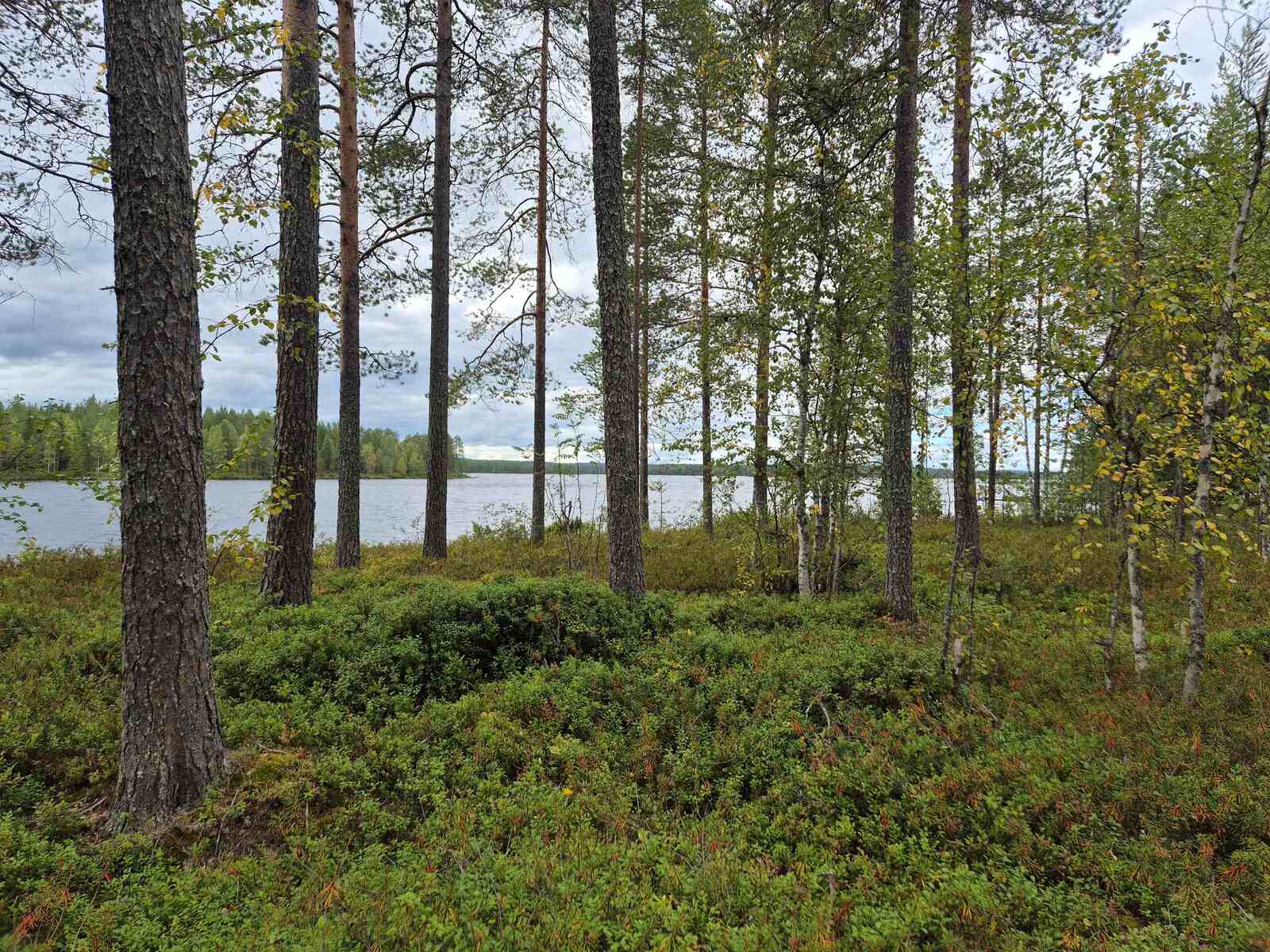 Rannantuntumassa kasvaa varttuneita mäntyjä ja nuoria lehtipuita, taustalla näkyy järvi.