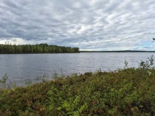 Järvimaisema, taivas on pilvinen, rantatörmällä kasvaa varpuja ja lehtipuun taimia.