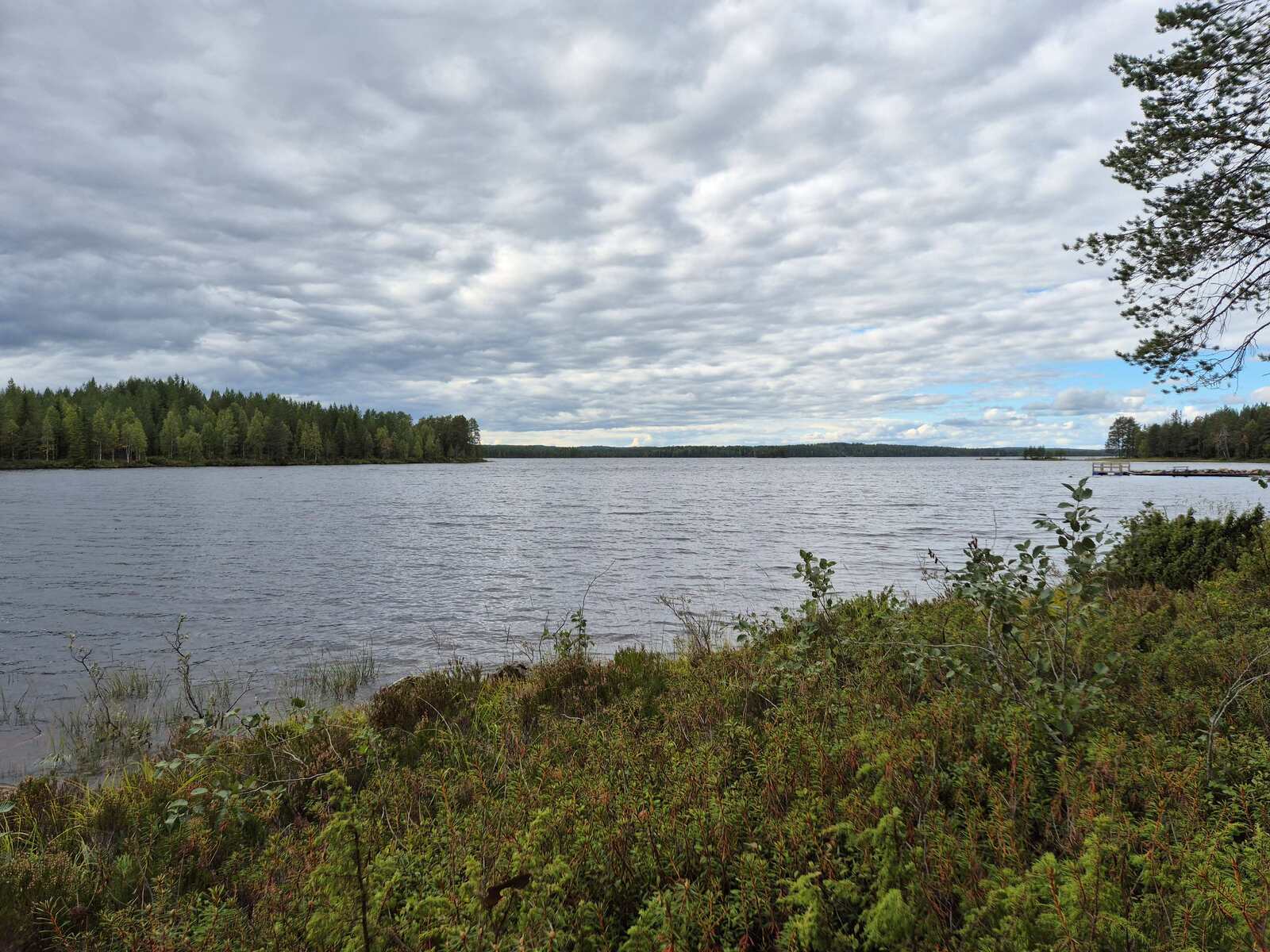 Järvimaisema, taivas on pilvinen, rantatörmällä kasvaa varpuja ja lehtipuun taimia.
