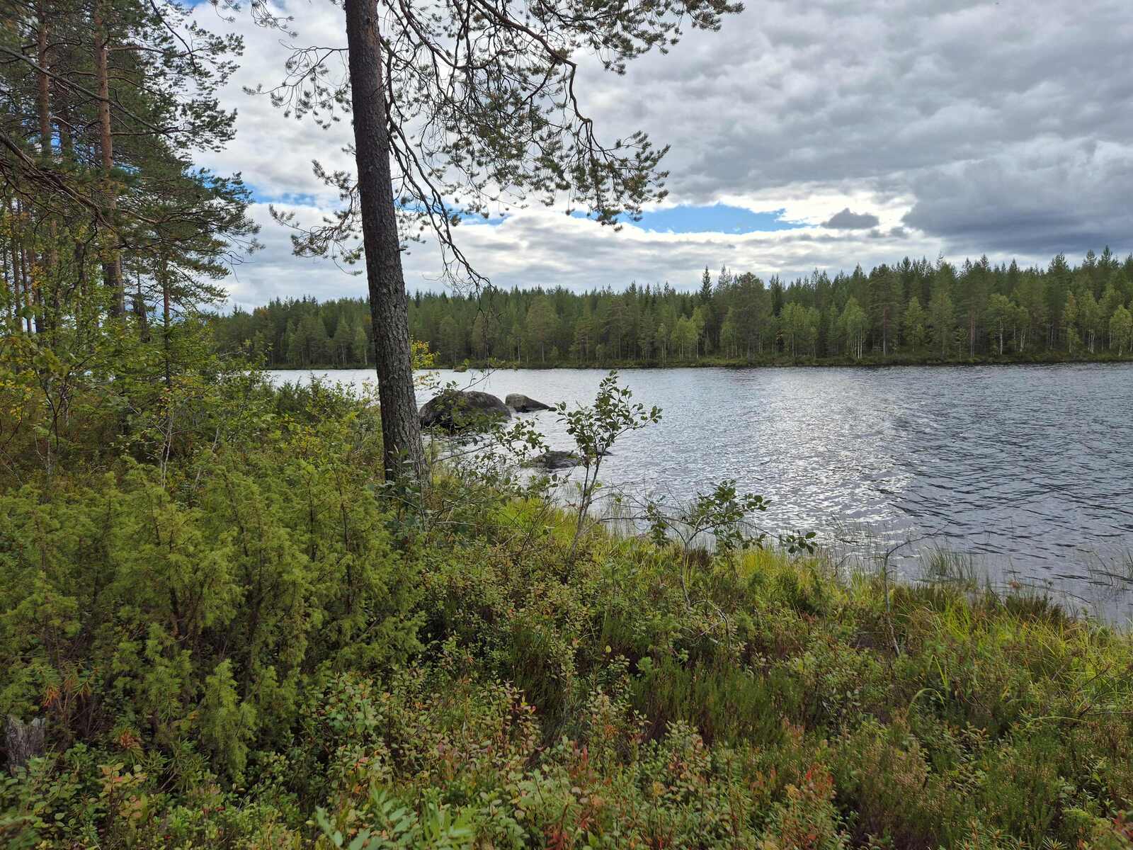 Rannalla katajien seasta nousee mänty, rantavedessä on isoja kiviä.