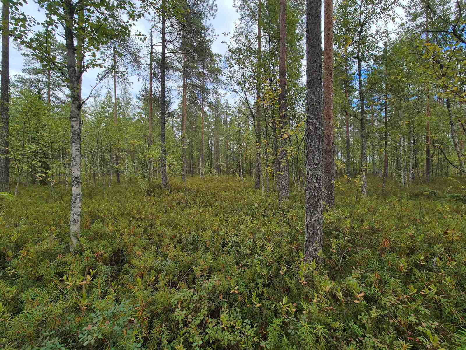 Tontin tasaista maastoa ja mäntyvaltaista puustoa.