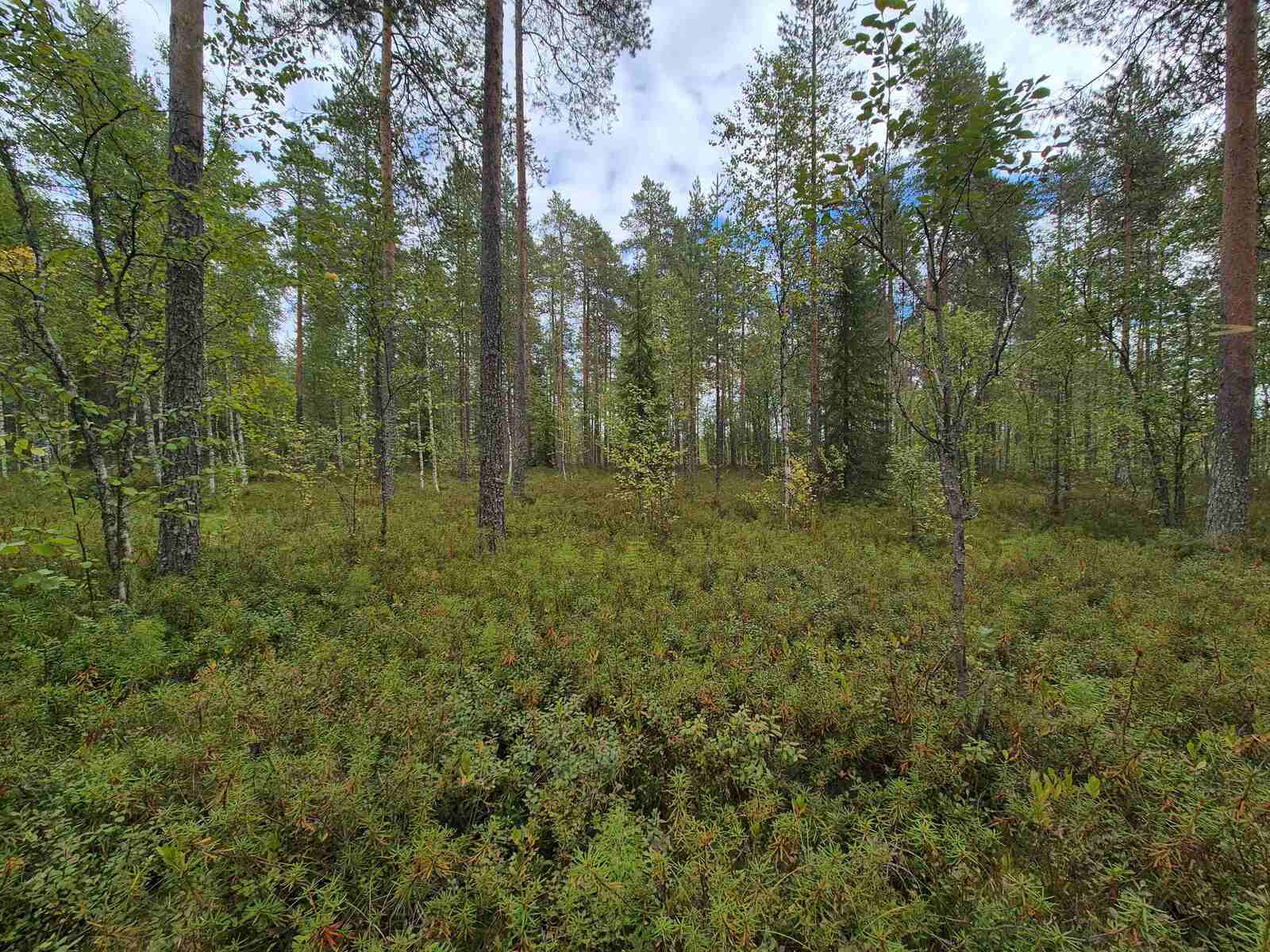 Tontin tasaista maastoa ja mäntyvaltaista puustoa.