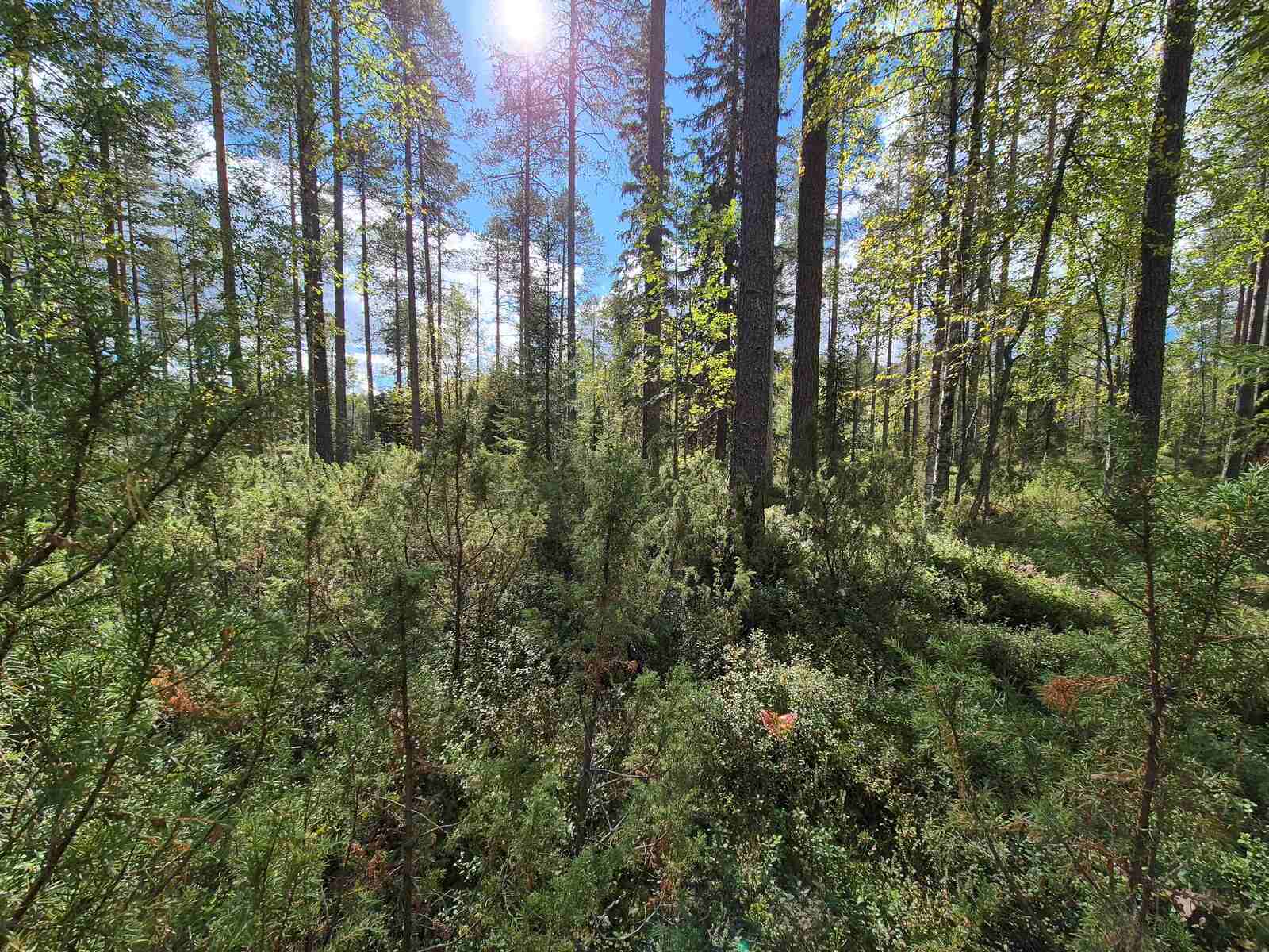 Aurinko paistaa tiheään sekametsään.