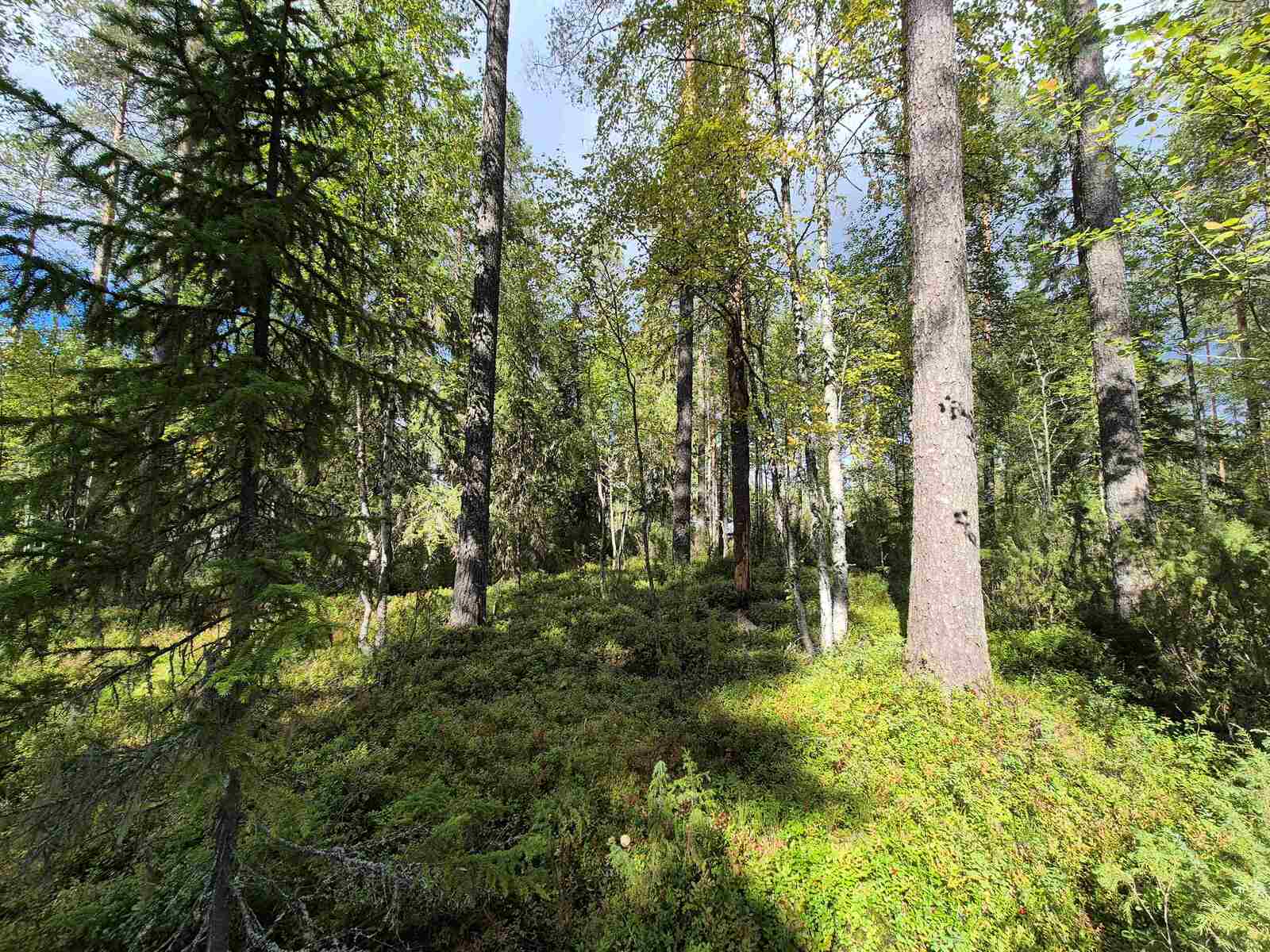 Aurinko paistaa tiheään sekametsään.