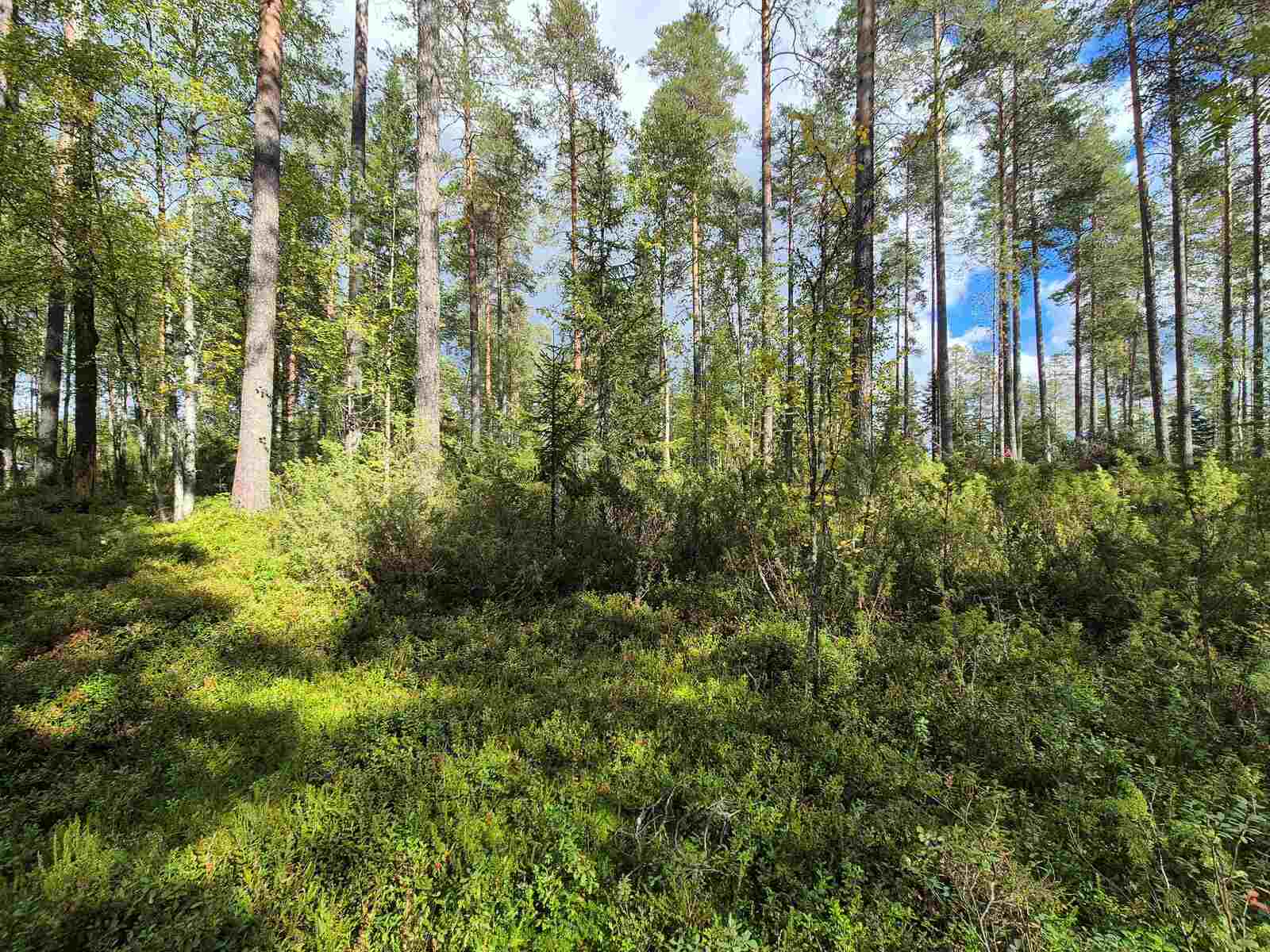 Aurinko paistaa tiheään sekametsään.