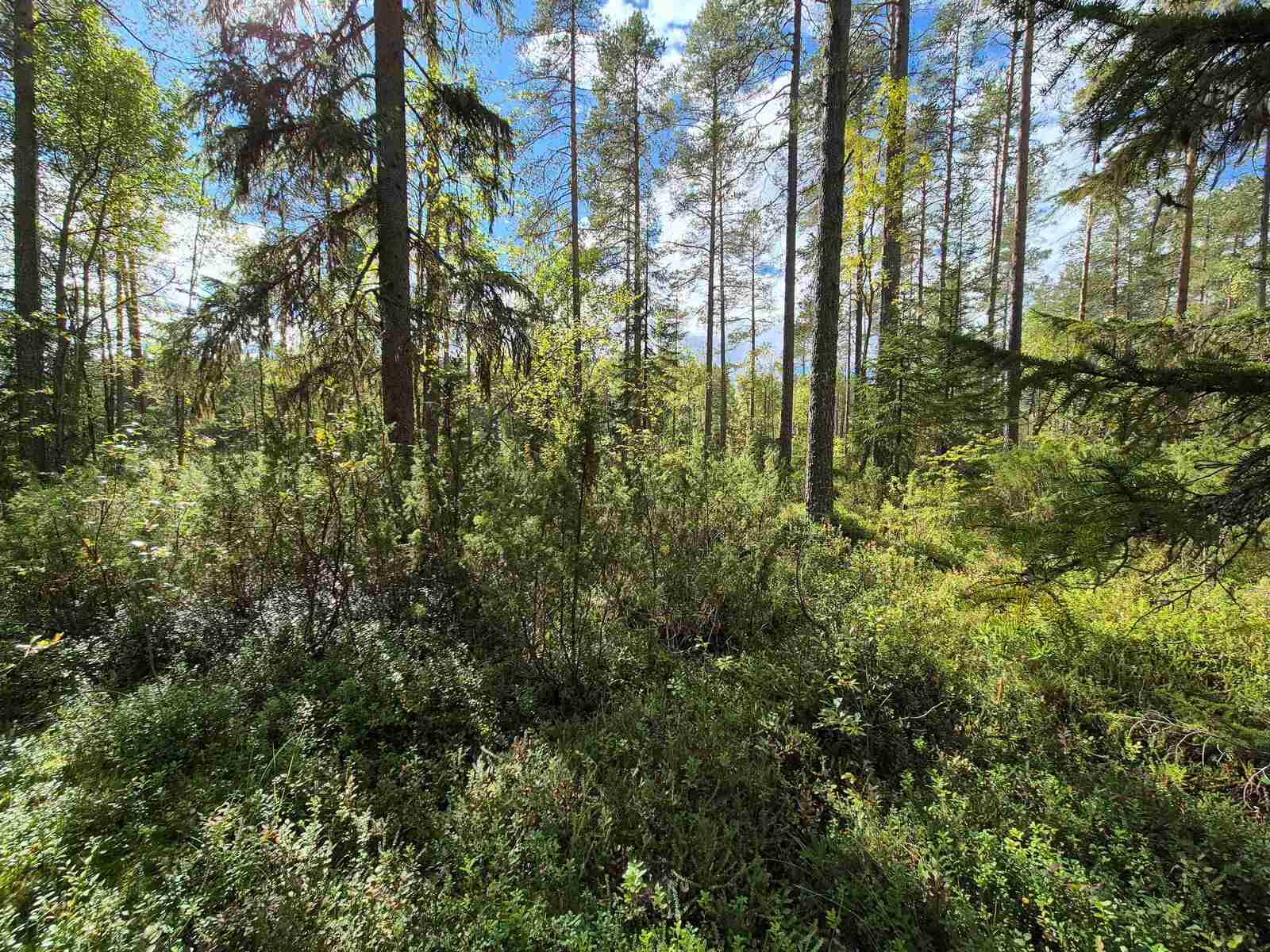 Aurinko paistaa tiheään sekametsään.
