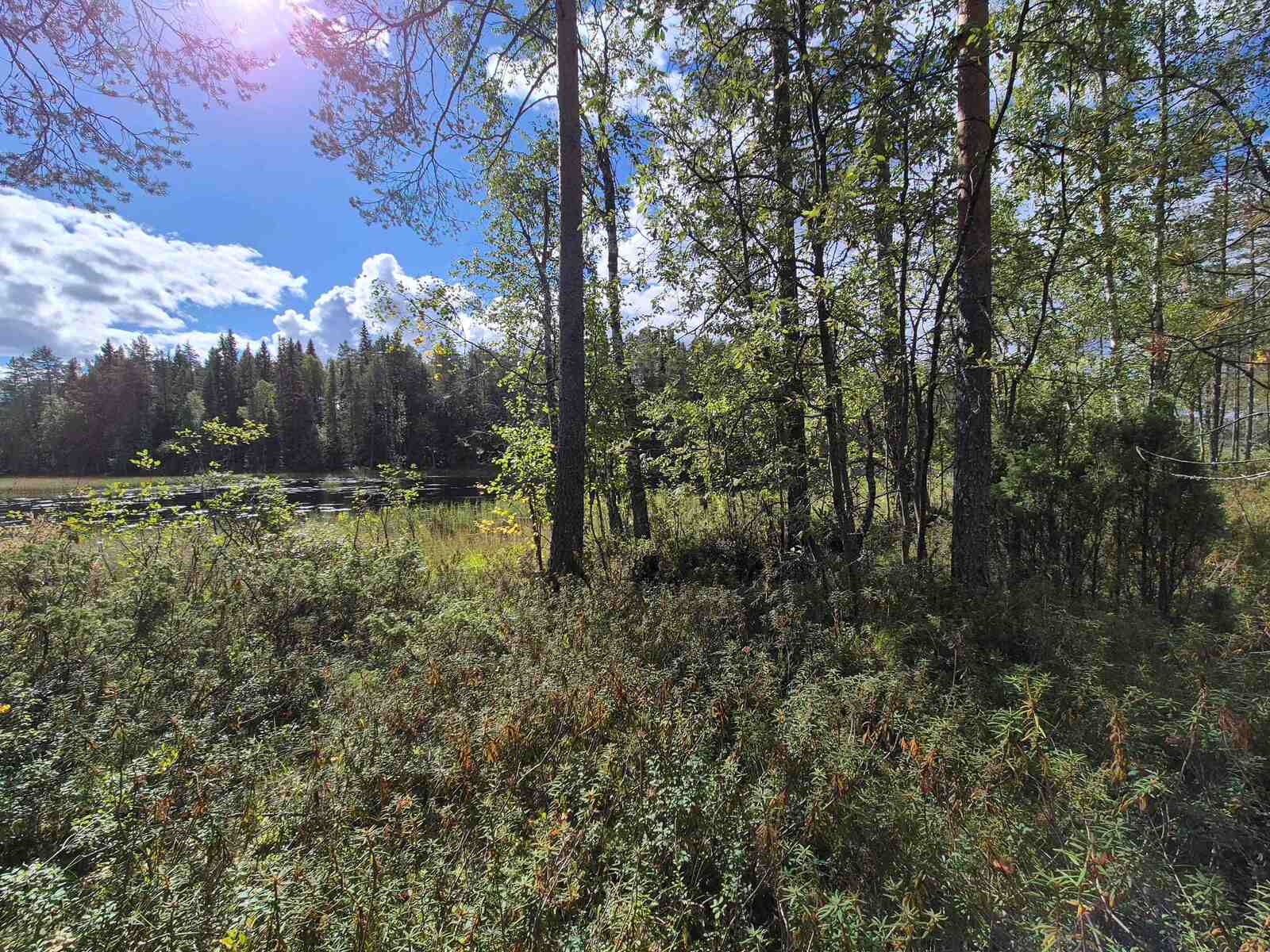 Maisema rannalta järvelle, ranta on ryteikköinen ja järvessä on paljon vesikasvillisuutta.