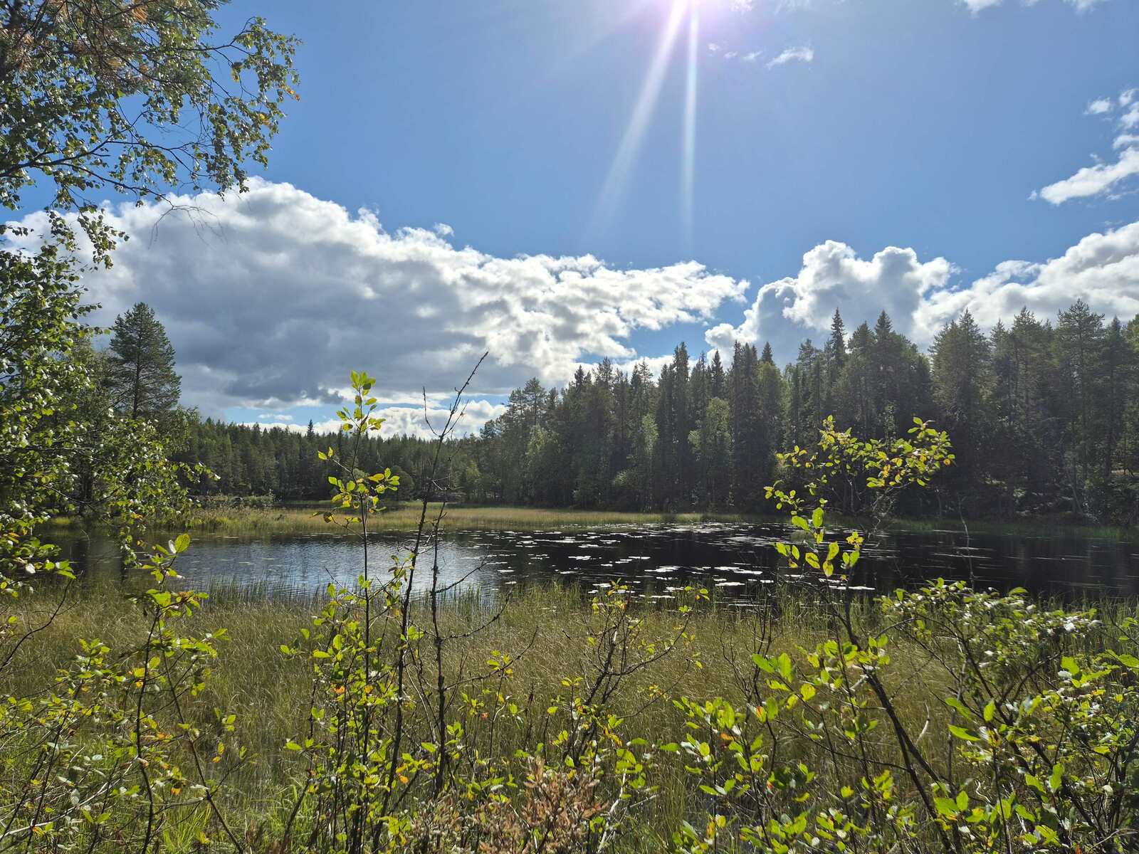Maisema rannalta järvelle, ranta on ryteikköinen ja järvessä on paljon vesikasvillisuutta.