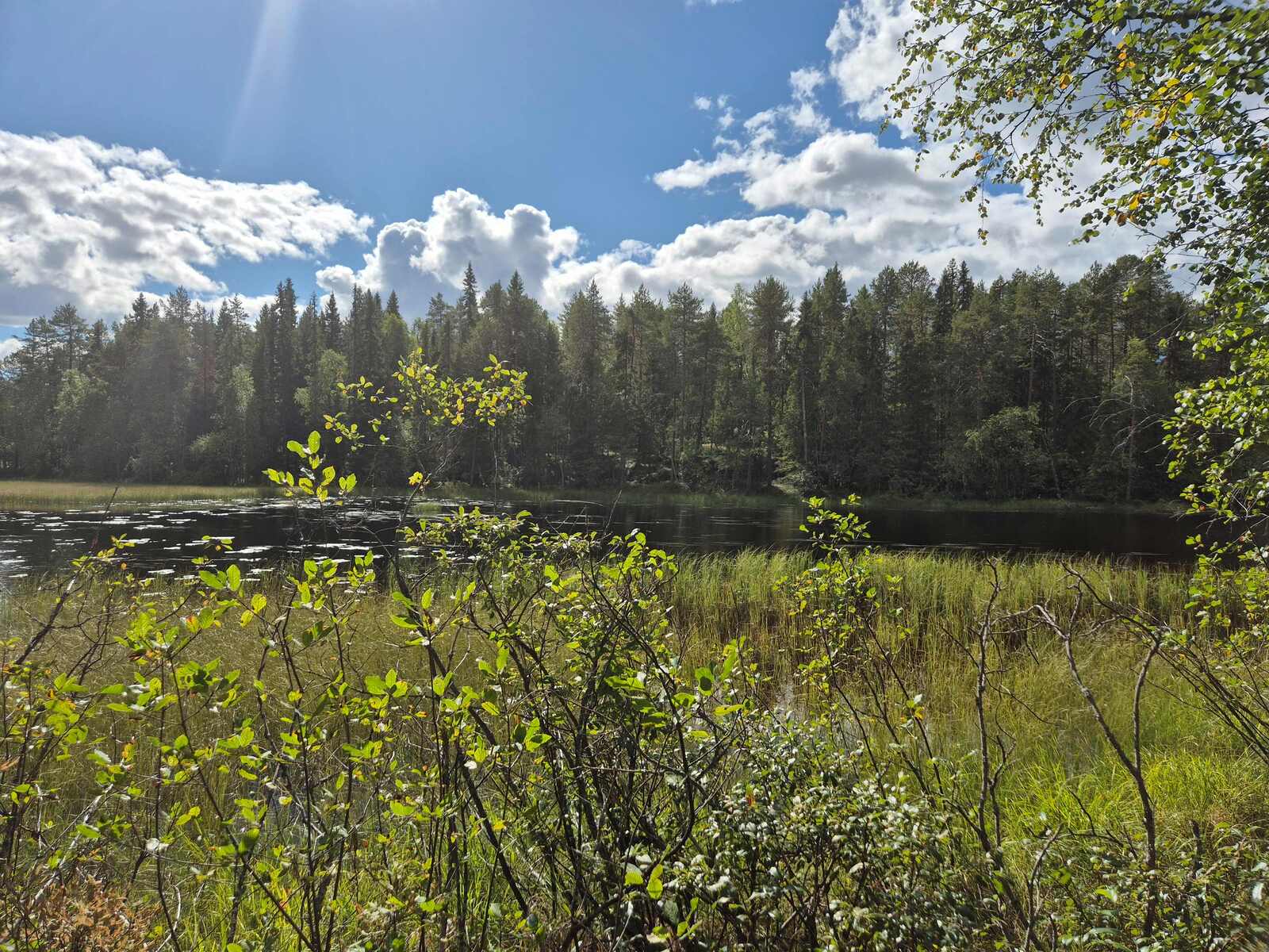Maisema rannalta järvelle, ranta on ryteikköinen ja järvessä on paljon vesikasvillisuutta.