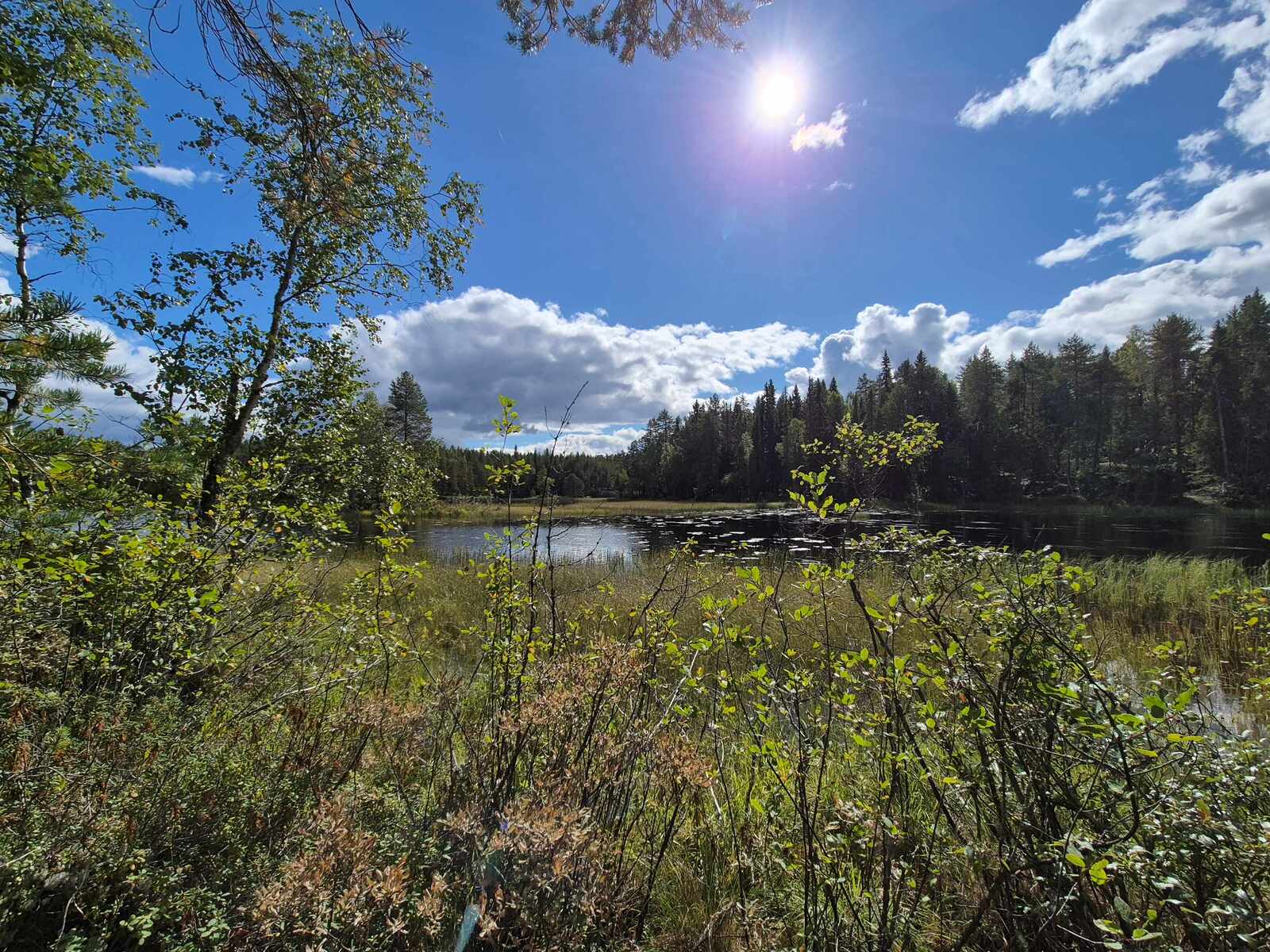 Maisema rannalta järvelle, ranta on ryteikköinen ja järvessä on paljon vesikasvillisuutta.