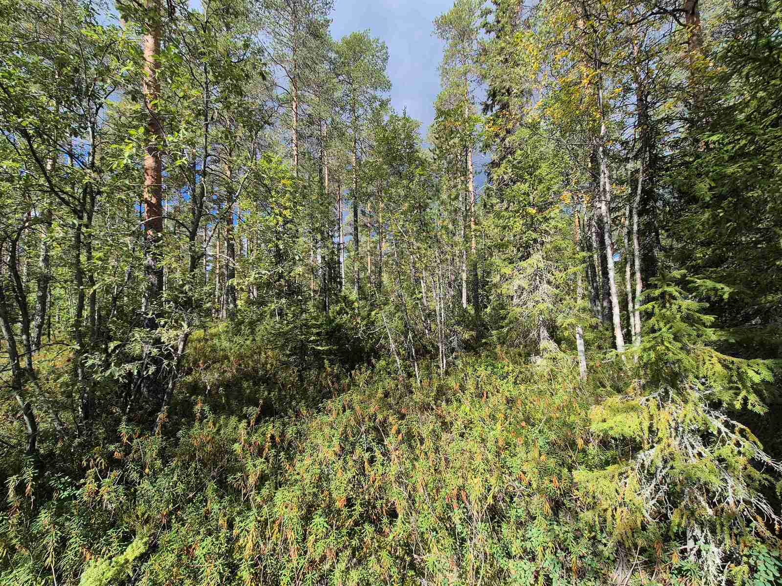 Aurinko paistaa tiheään sekametsään.