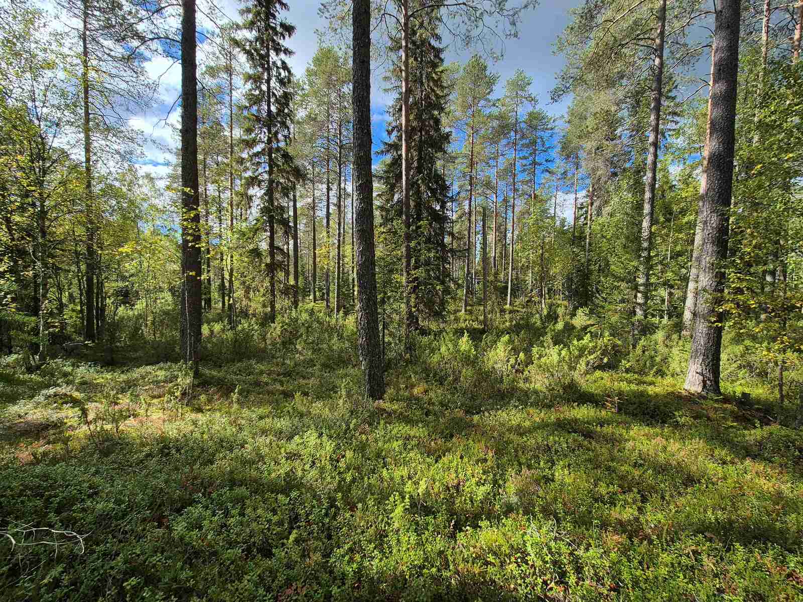 Aurinko paistaa sekametsään, maassa kasvaa varpuja ja sammalta.