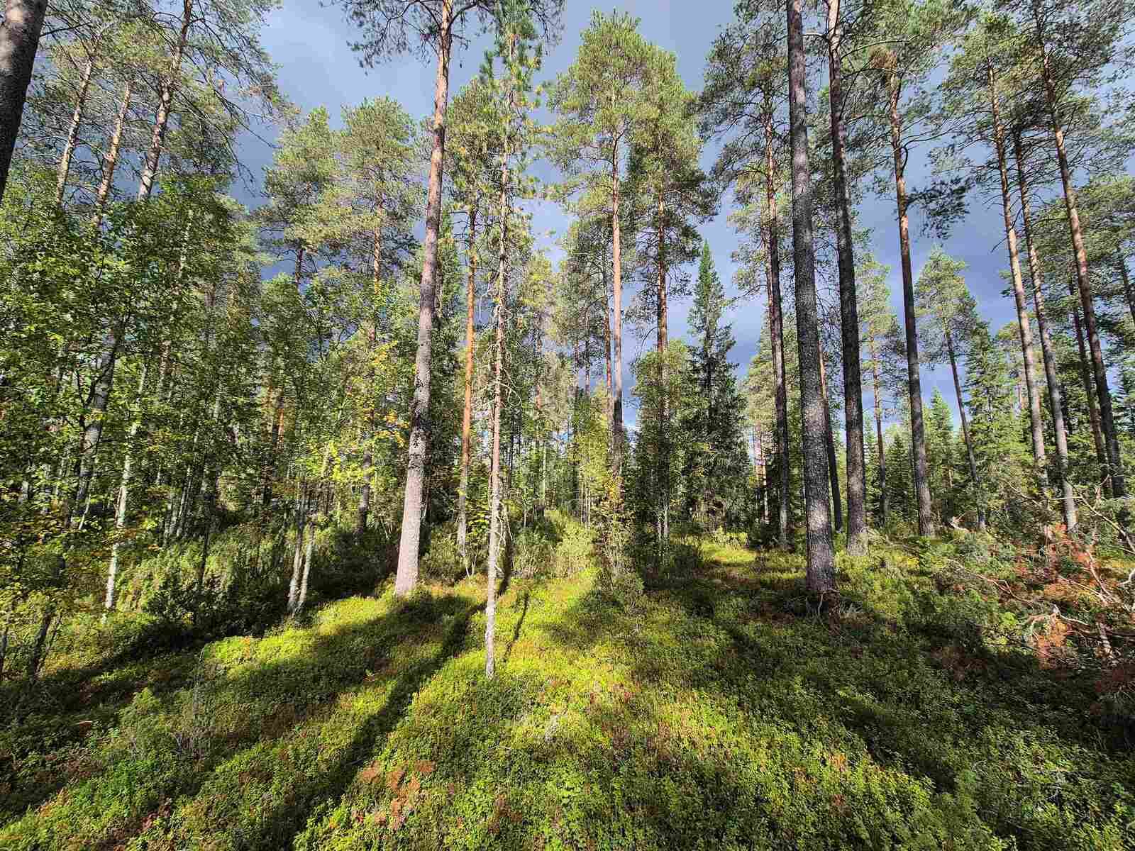 Aurinko paistaa tiheään sekametsään.