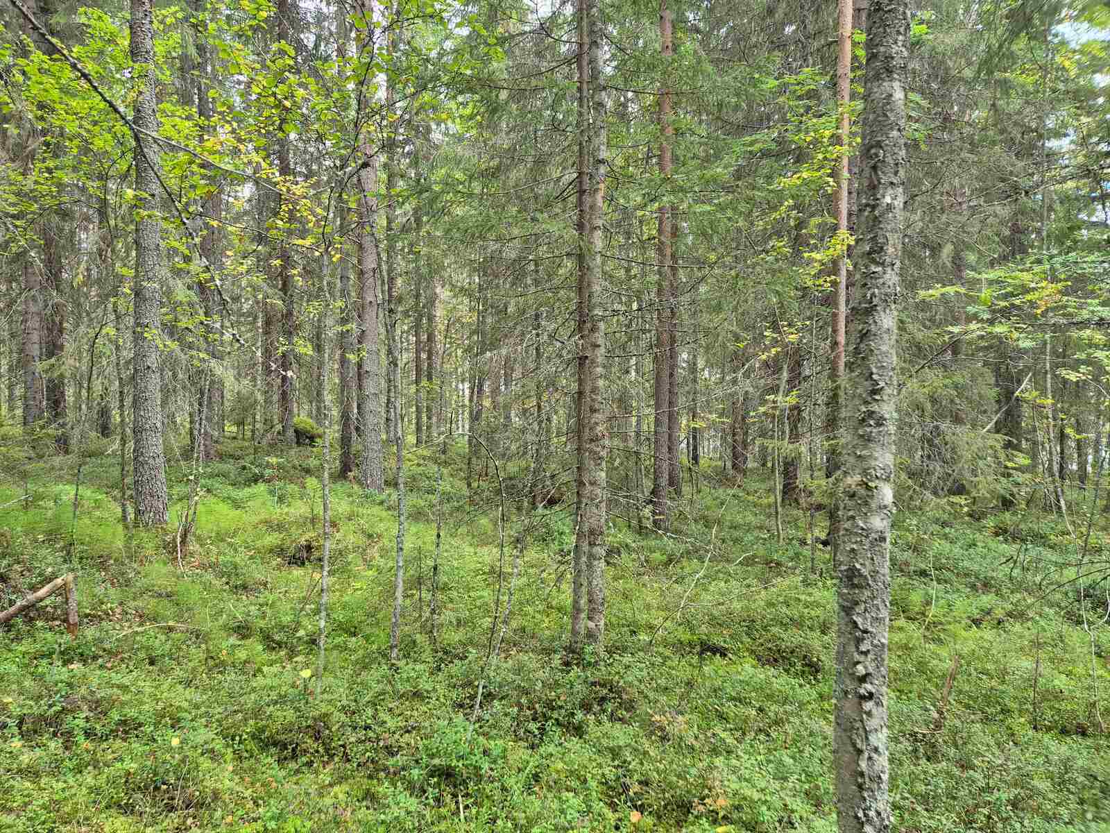 Tiheää kuusivaltaista metsää.