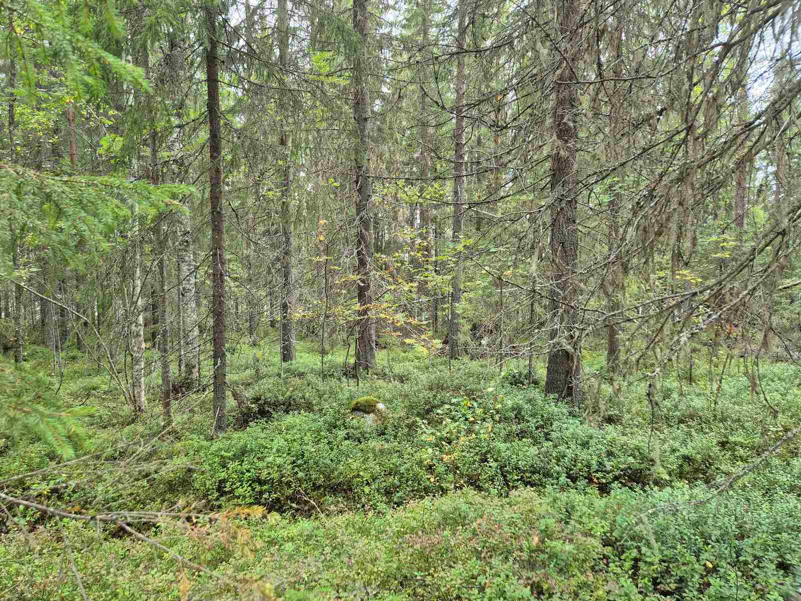Kuusivaltaista metsää, taivas on pilvinen, maassa kasvaa varpuja.