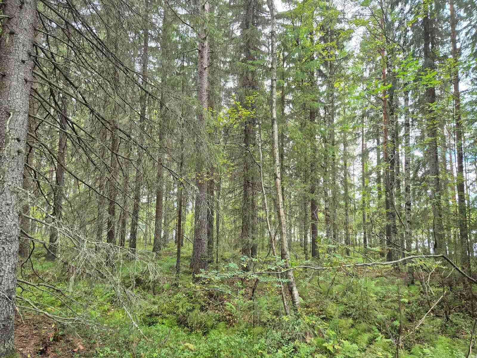 Kuusivaltaista metsää, taivas on pilvinen, maassa kasvaa varpuja.