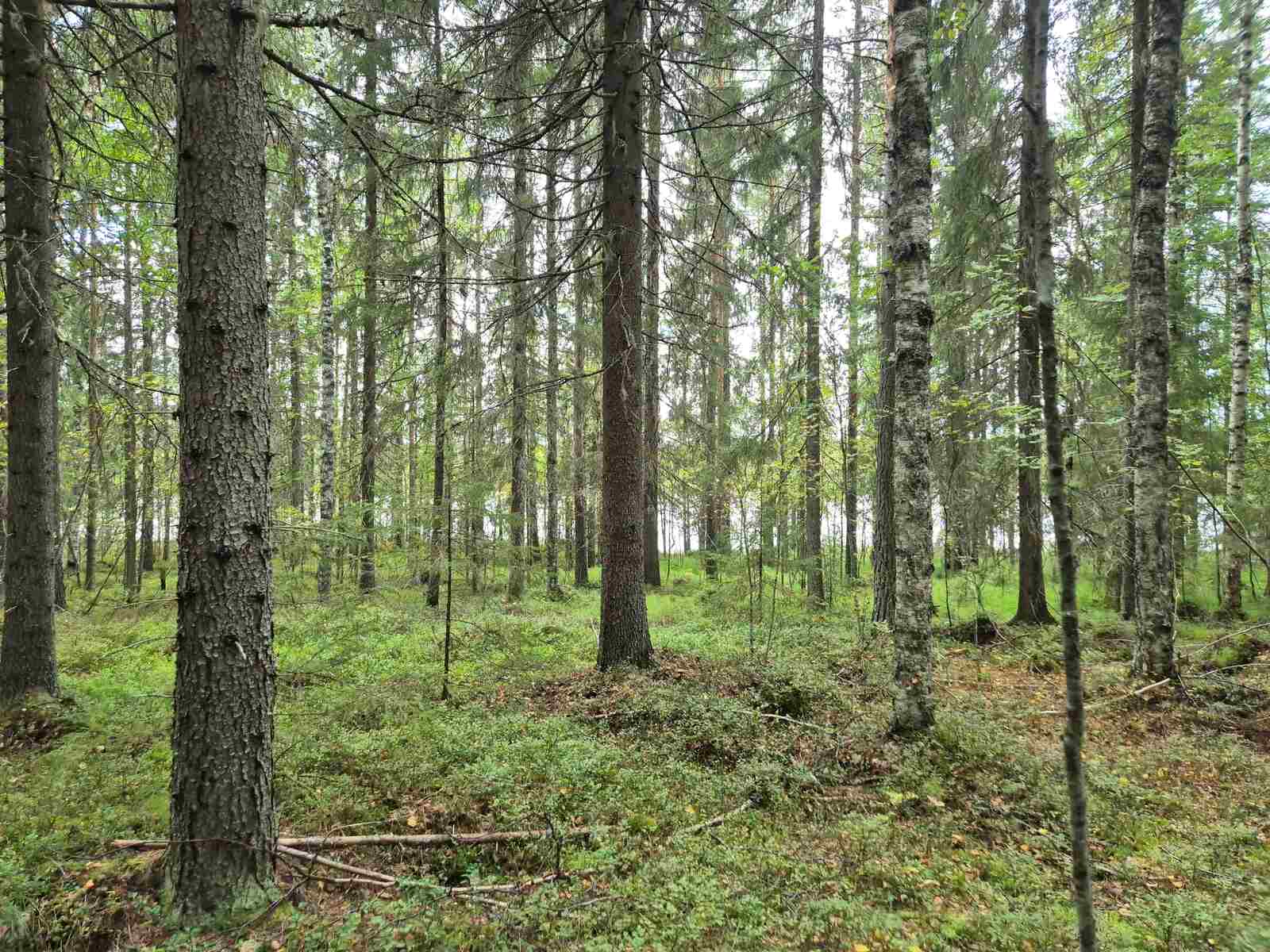 Kuusivaltaista metsää, taivas on pilvinen, maassa kasvaa varpuja.