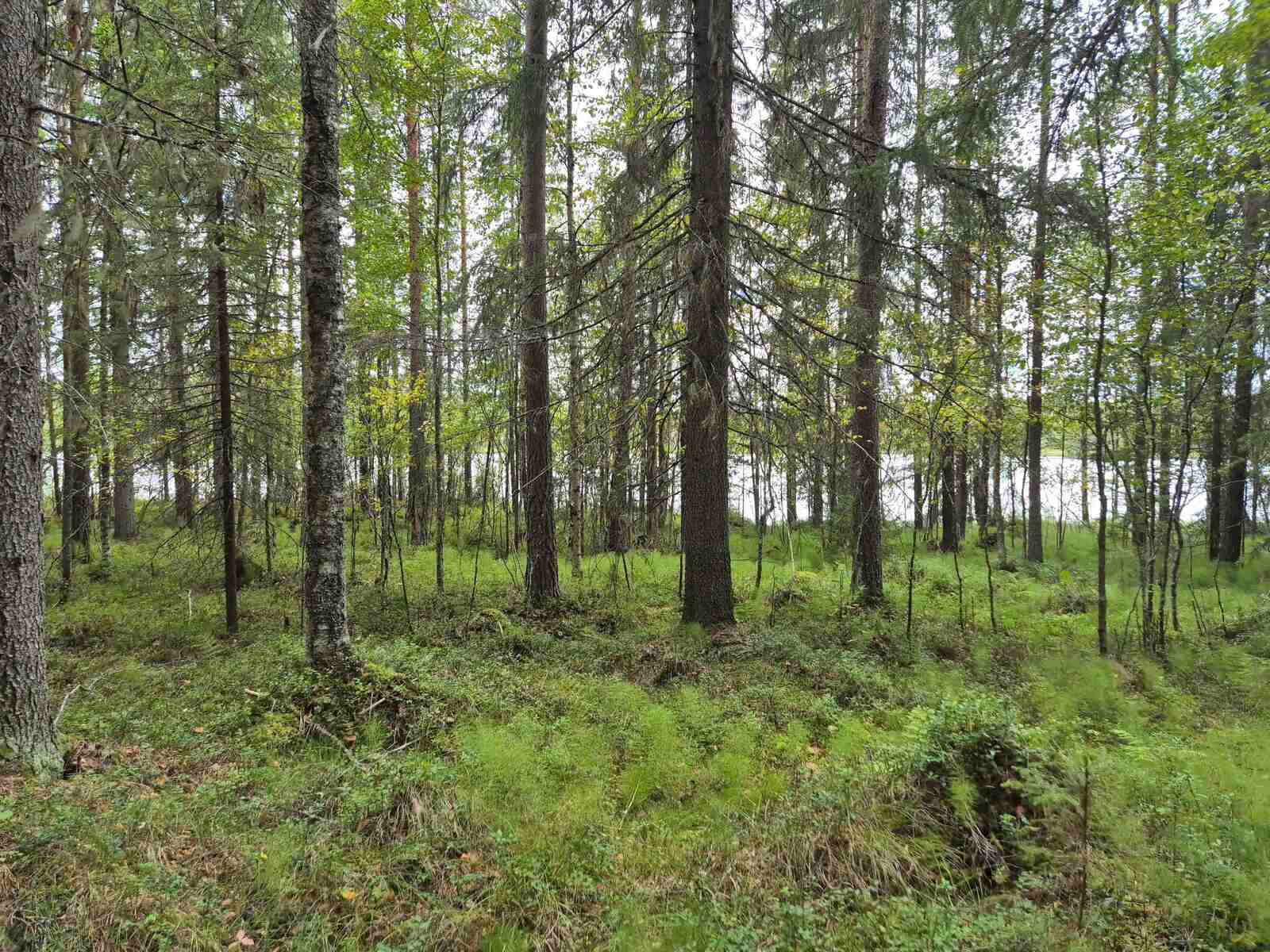 Rannantuntumassa kasvaa eri ikäisiä lehti- ja havupuita, taustalla näkyy järvi.