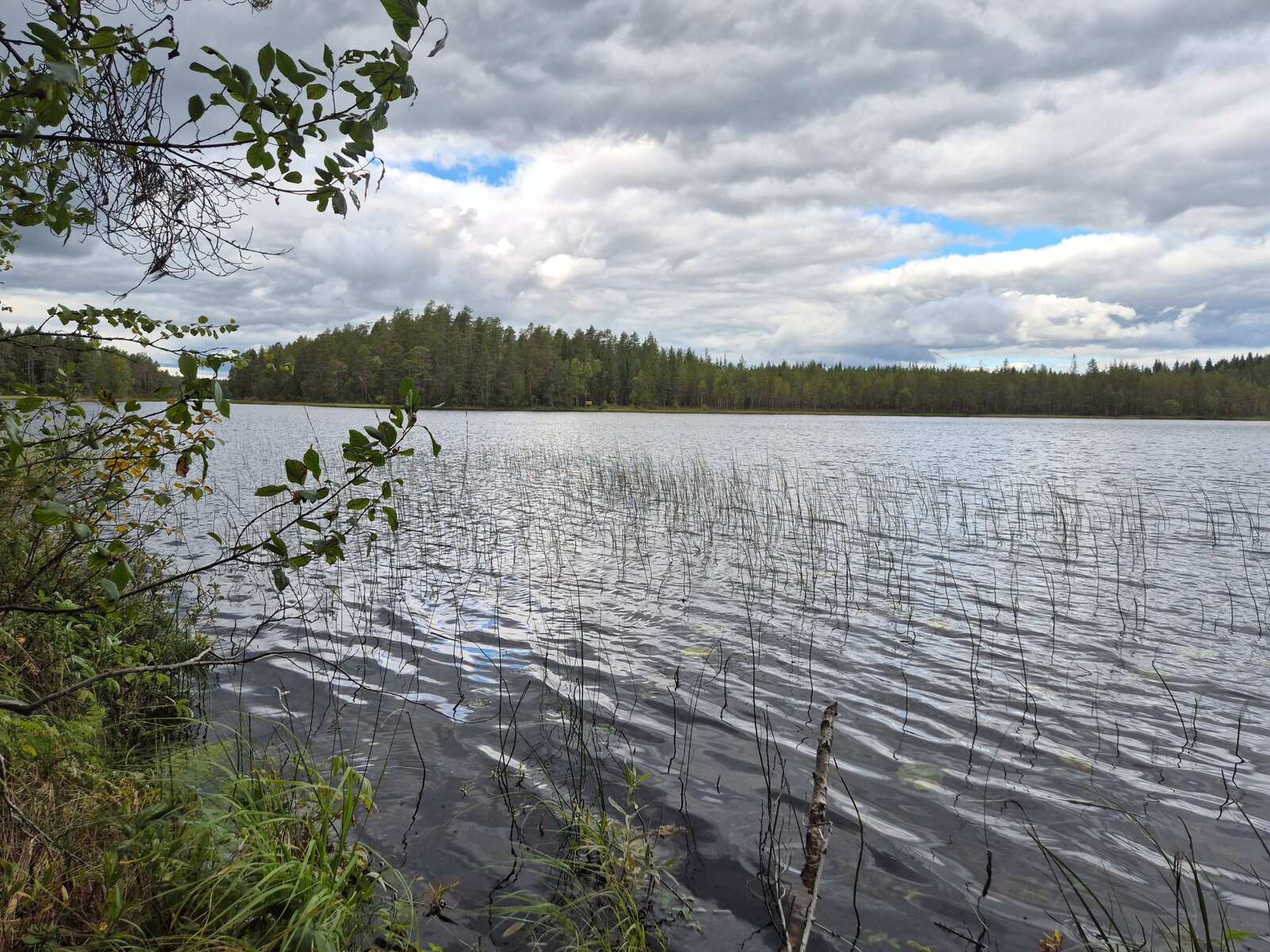 Rantamaisema pilvisenä päivänä, rannan edustalla kasvaa ruokoja.