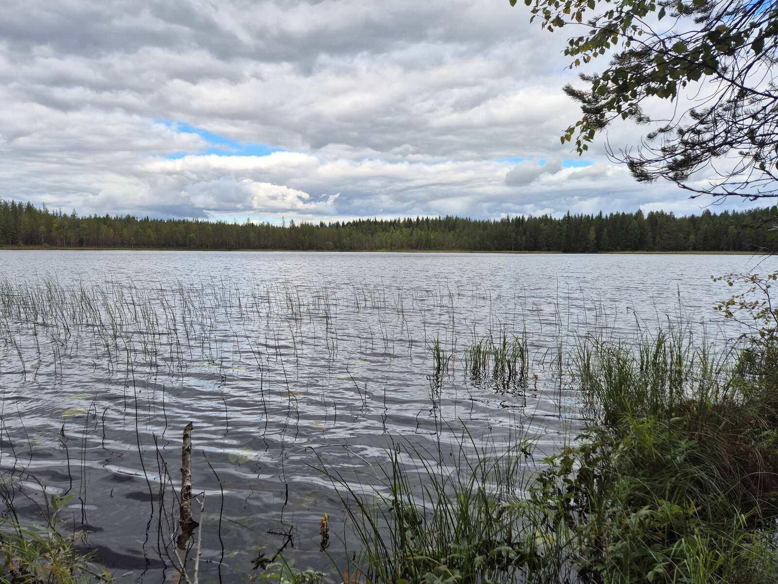 Järvimaisema pilvisenä päivänä, rannan edustalla kasvaa vesikasvillisuutta.