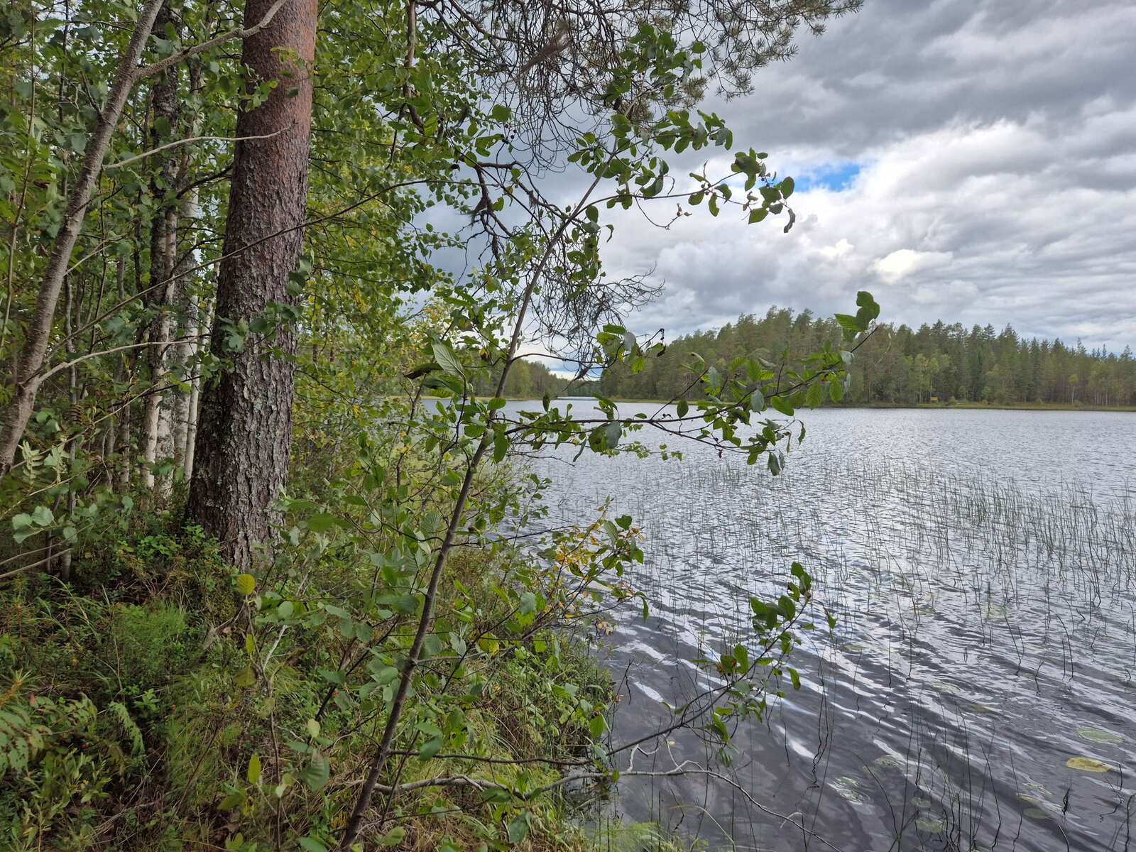 Järven rannalla kasvaa puita, vedessä vesikasvillisuutta, sää on pilvinen.