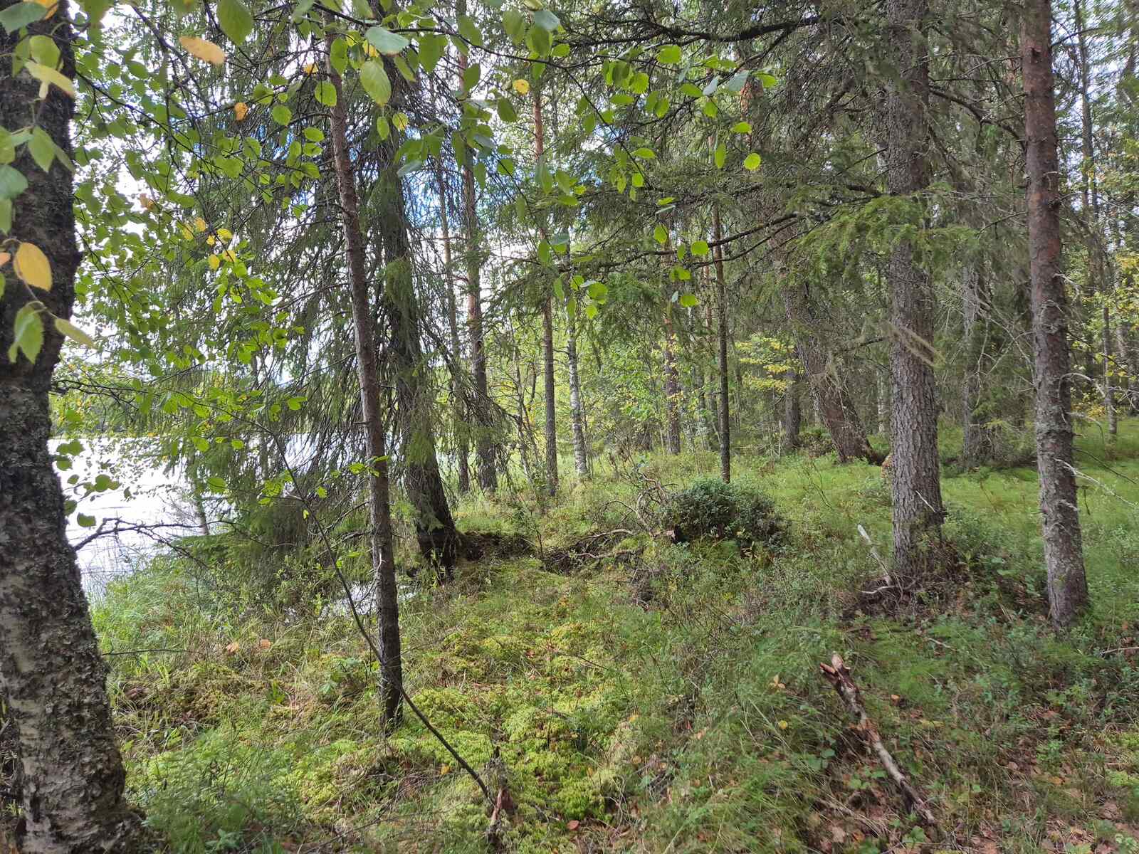 Rannantuntumassa kasvaa eri ikäisiä lehti- ja havupuita, taustalla näkyy järvi.