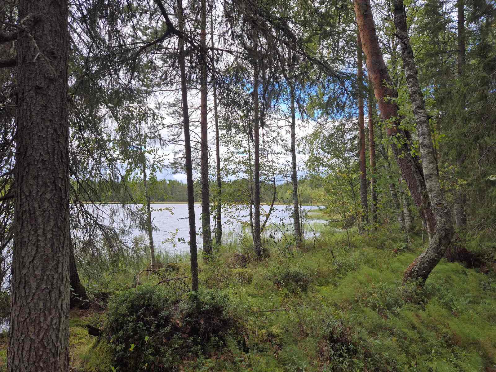 Rannantuntumassa kasvaa eri ikäisiä lehti- ja havupuita, taustalla näkyy järvi.