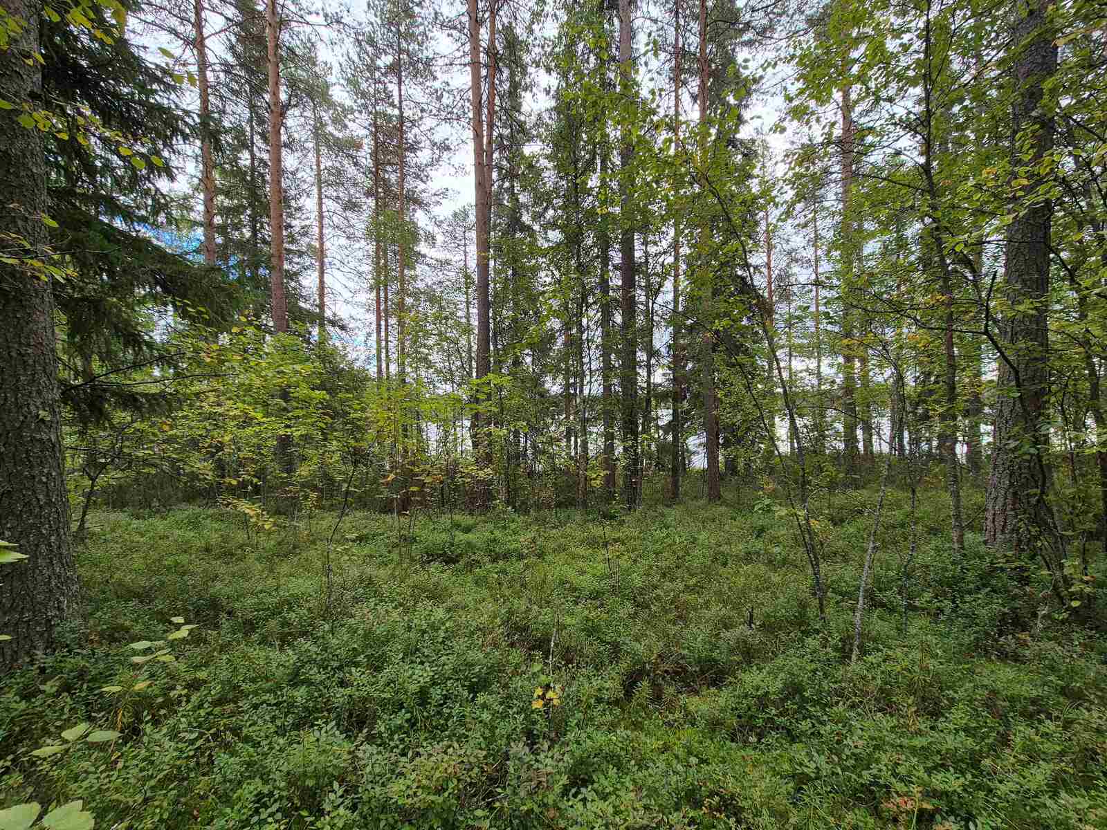 Sekametsää harmaanpilvisessä säässä.