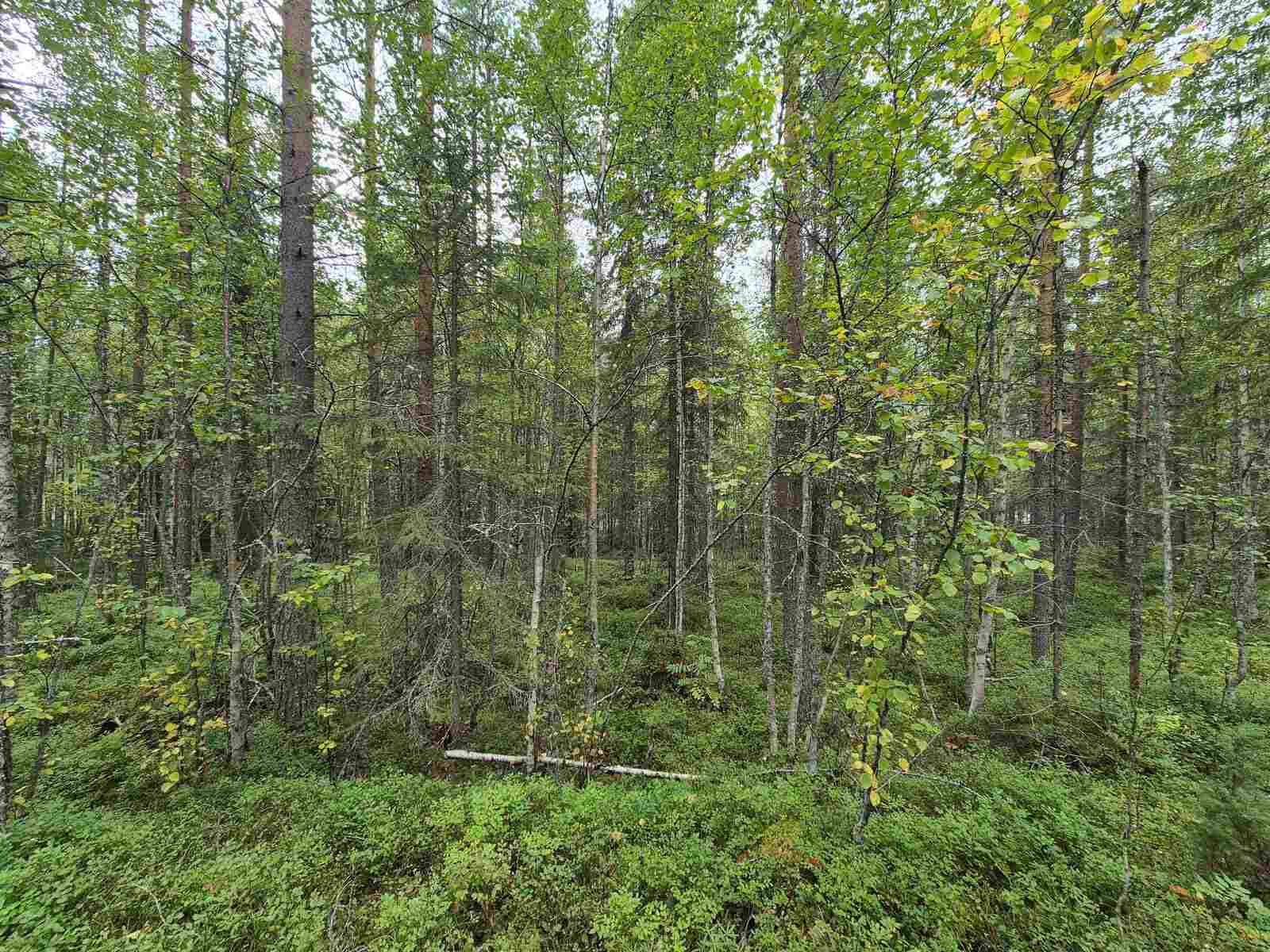 Sekapuustoista metsää pilvisen harmaassa säässä.