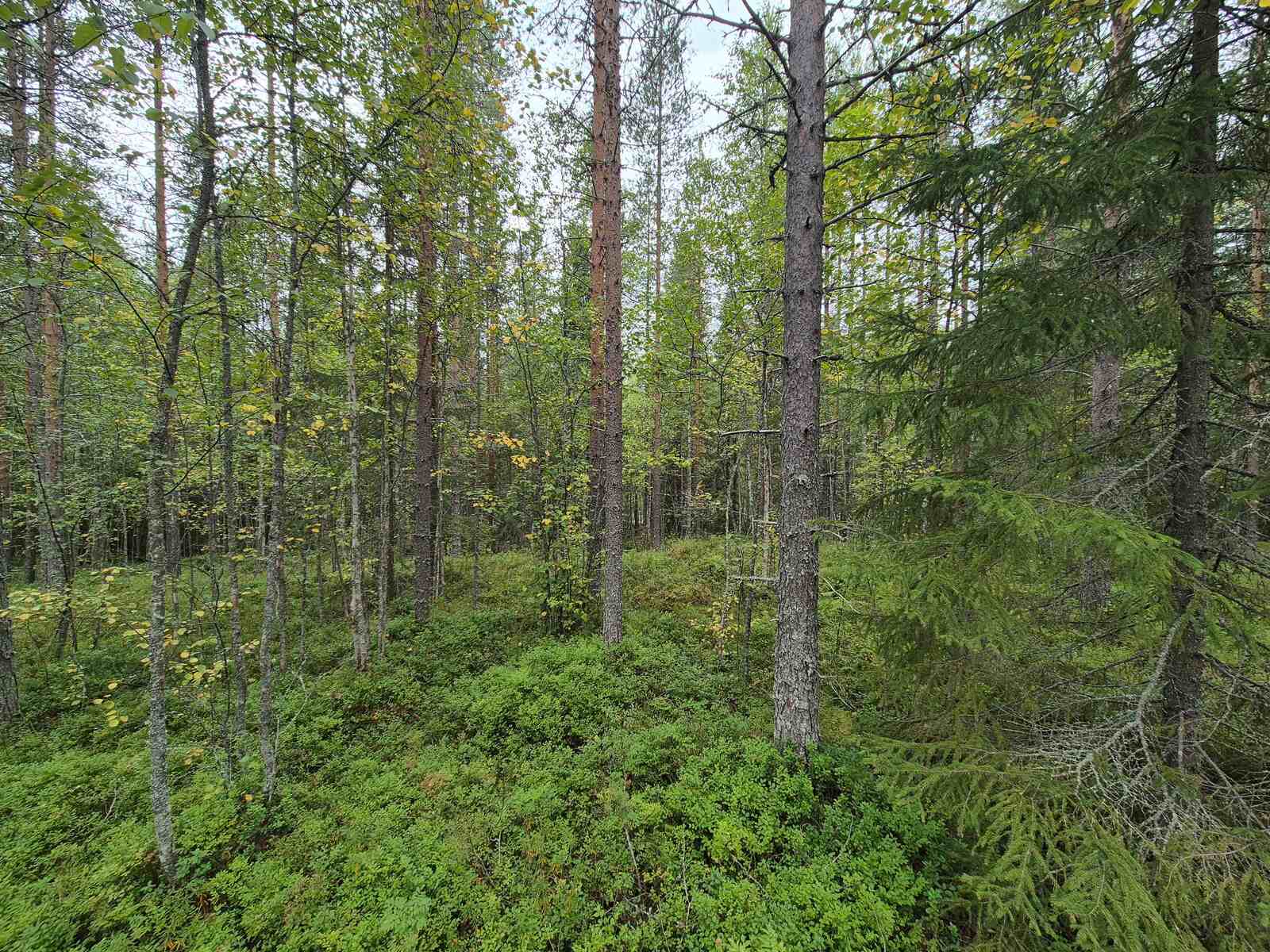 Sekapuustoista metsää pilvisen harmaassa säässä.