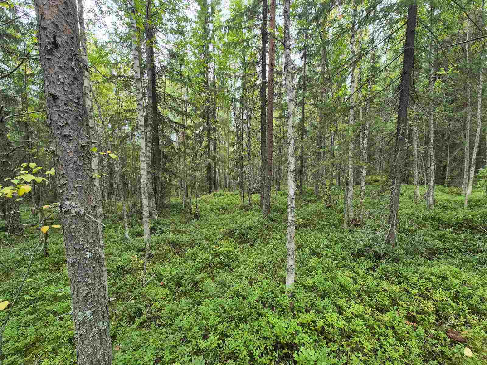 Sekapuustoista metsää pilvisen harmaassa säässä.