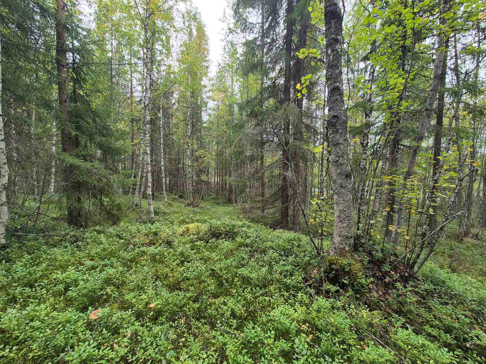 Sekapuustoista metsää pilvisen harmaassa säässä.