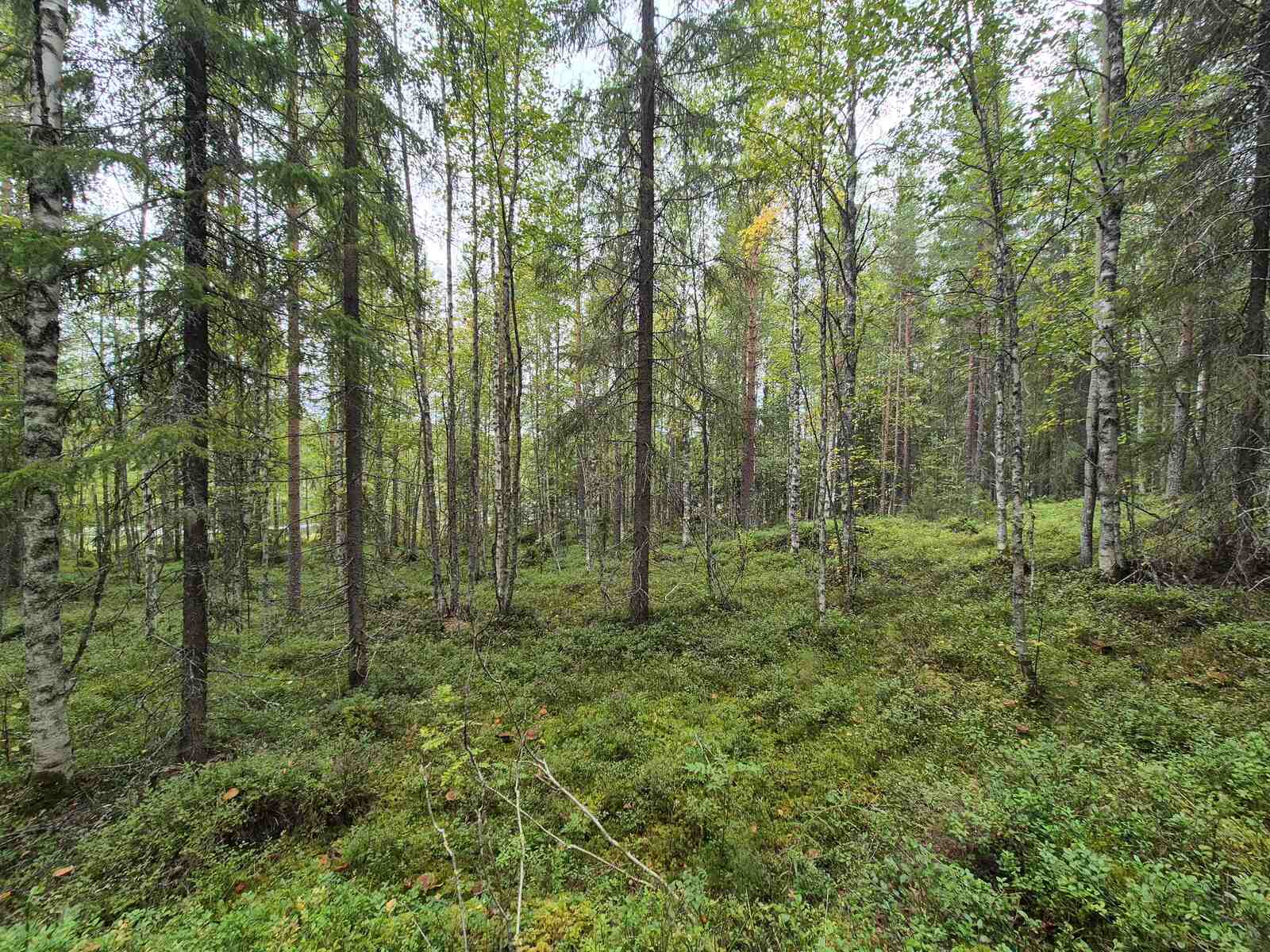 Sekapuustoista metsää pilvisen harmaassa säässä.