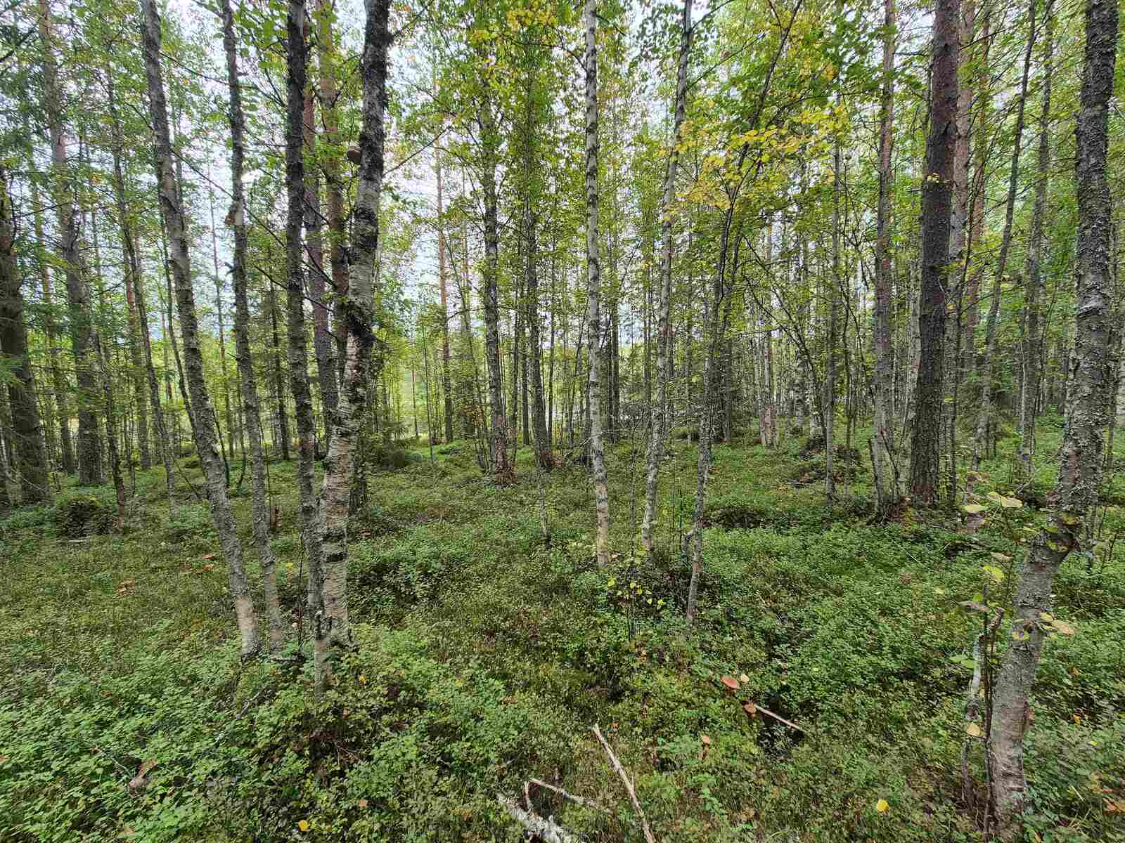 Sekapuustoista metsää pilvisen harmaassa säässä.