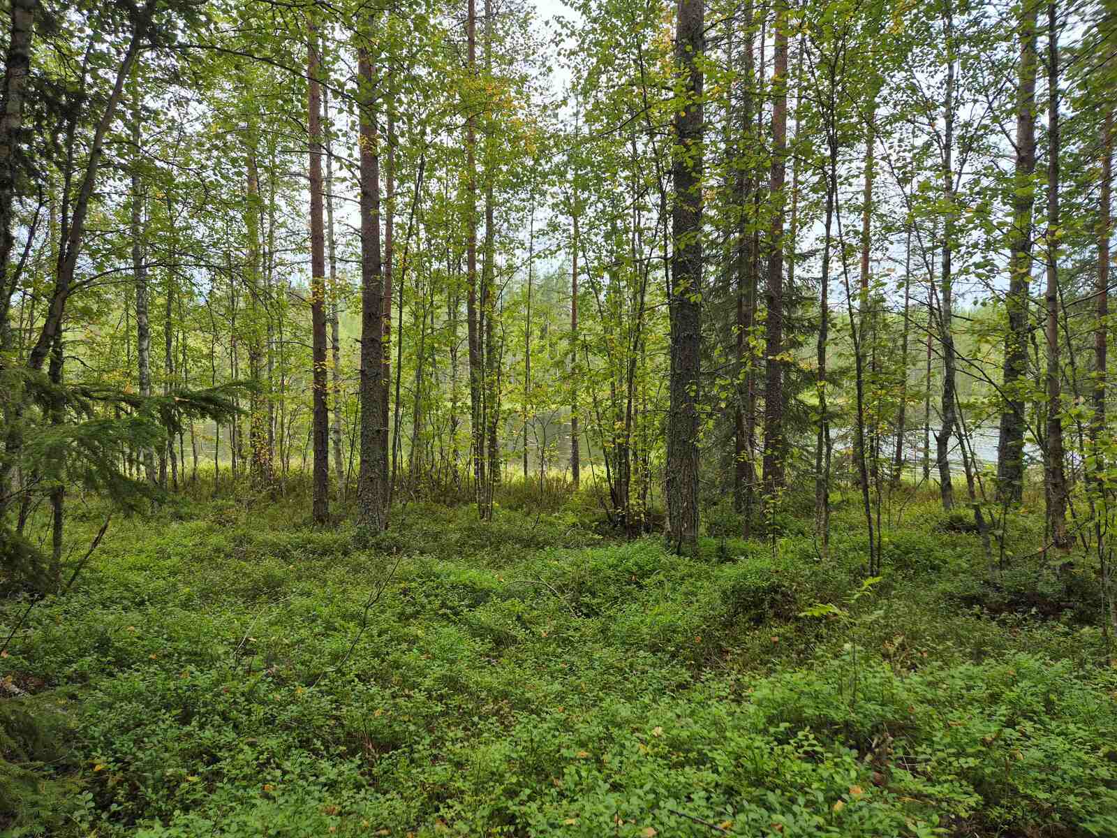 Sekapuustoista metsää pilvisen harmaassa säässä.