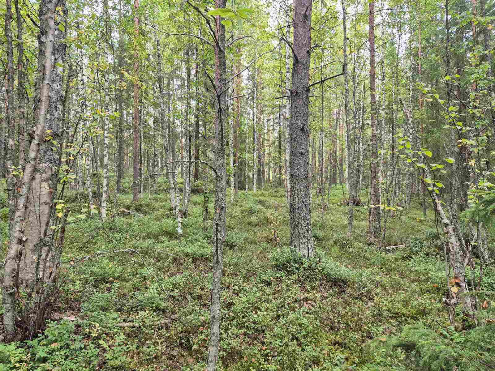 Sekapuustoista metsää, maassa kasvaa varpuja.
