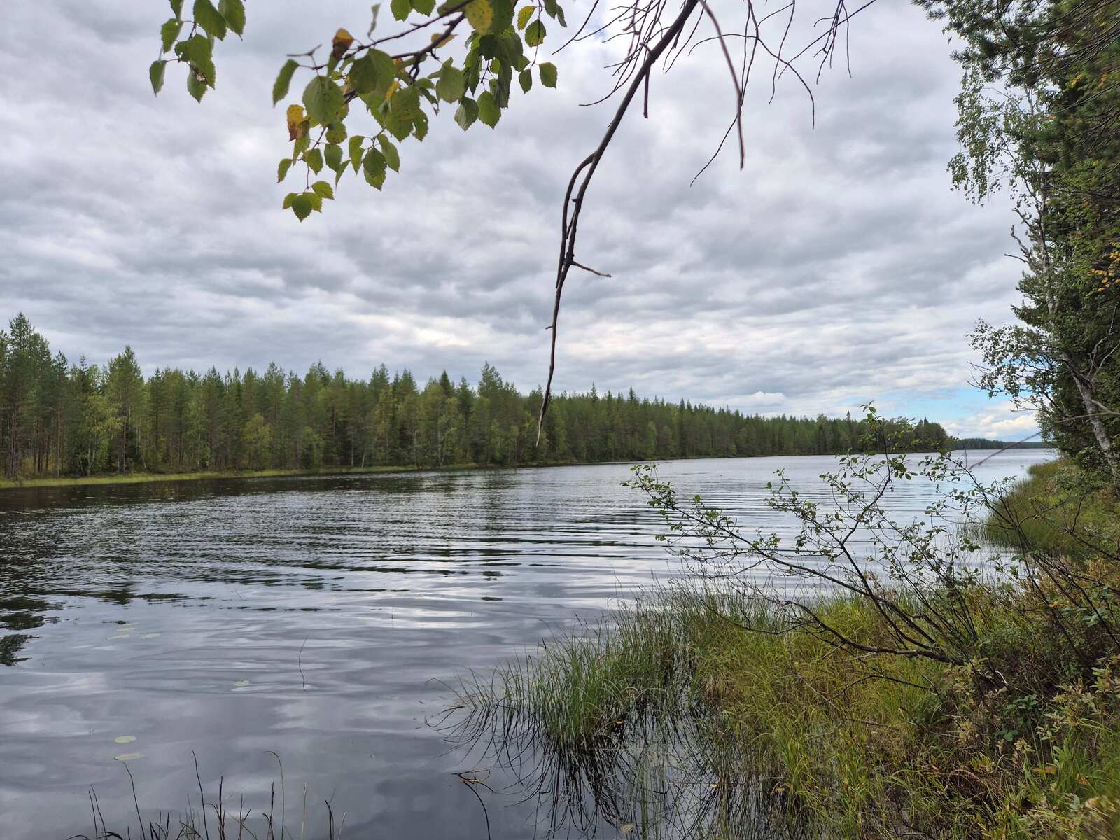Kapea salmi, vastaranta on lähellä, rannan edustalla on paljon ruovikkoa.