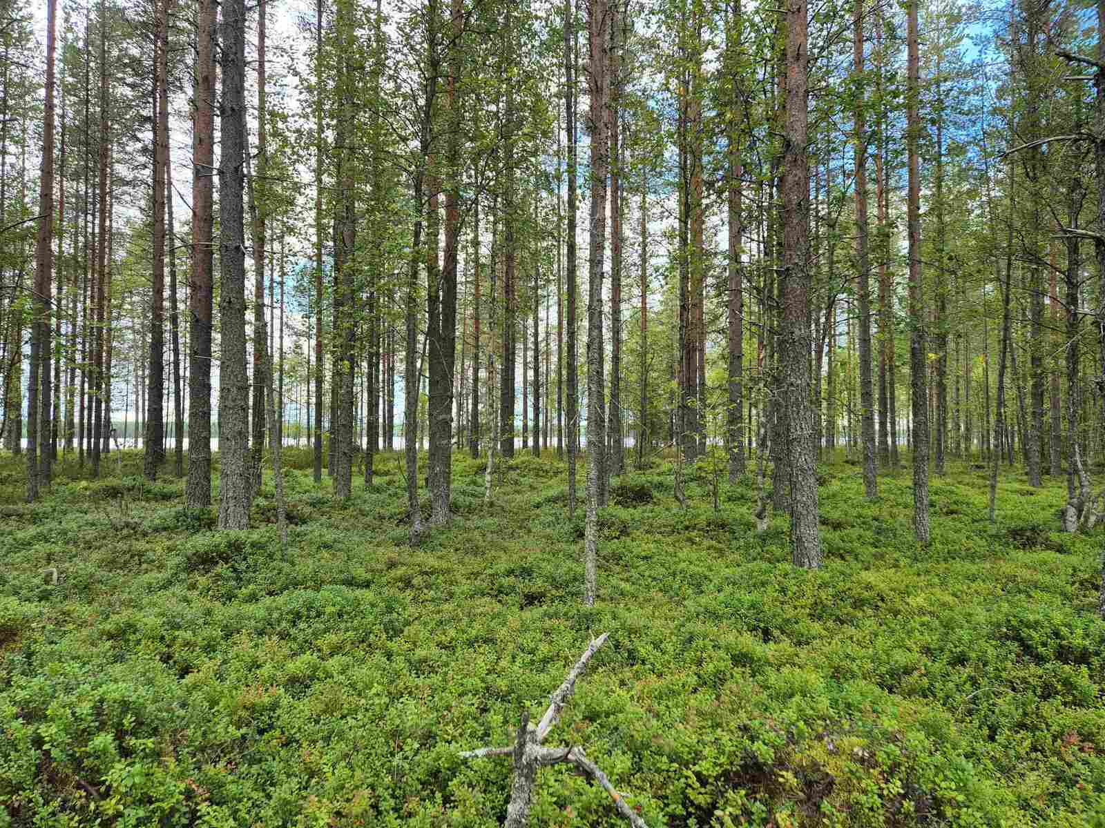 Harvaa mäntyvaltaista metsää, järvi pilkottaa puiden takana.